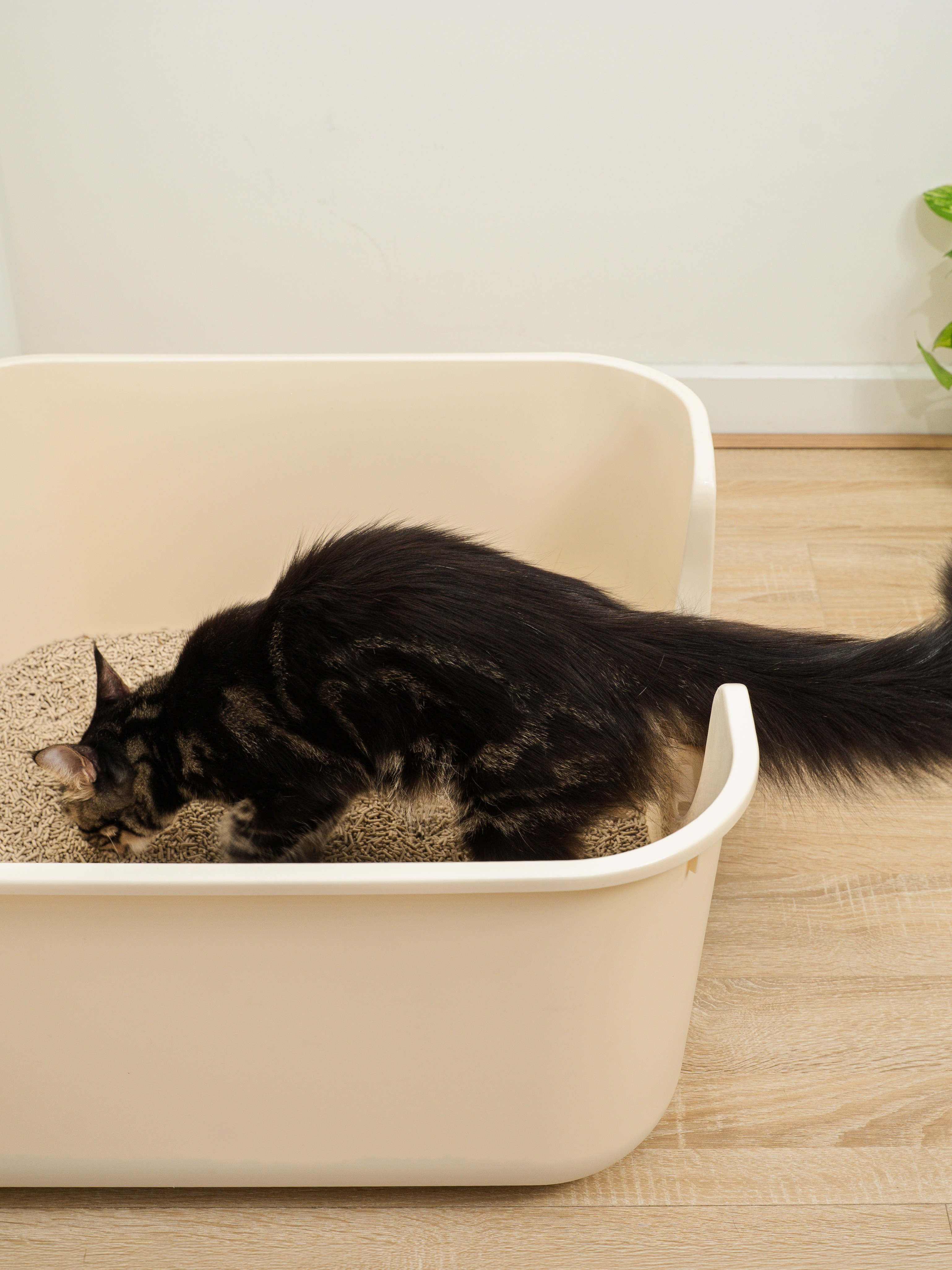 VAPO CAT (CÁT XƠ DỪA & CÁT ĐẬU NÀNH)