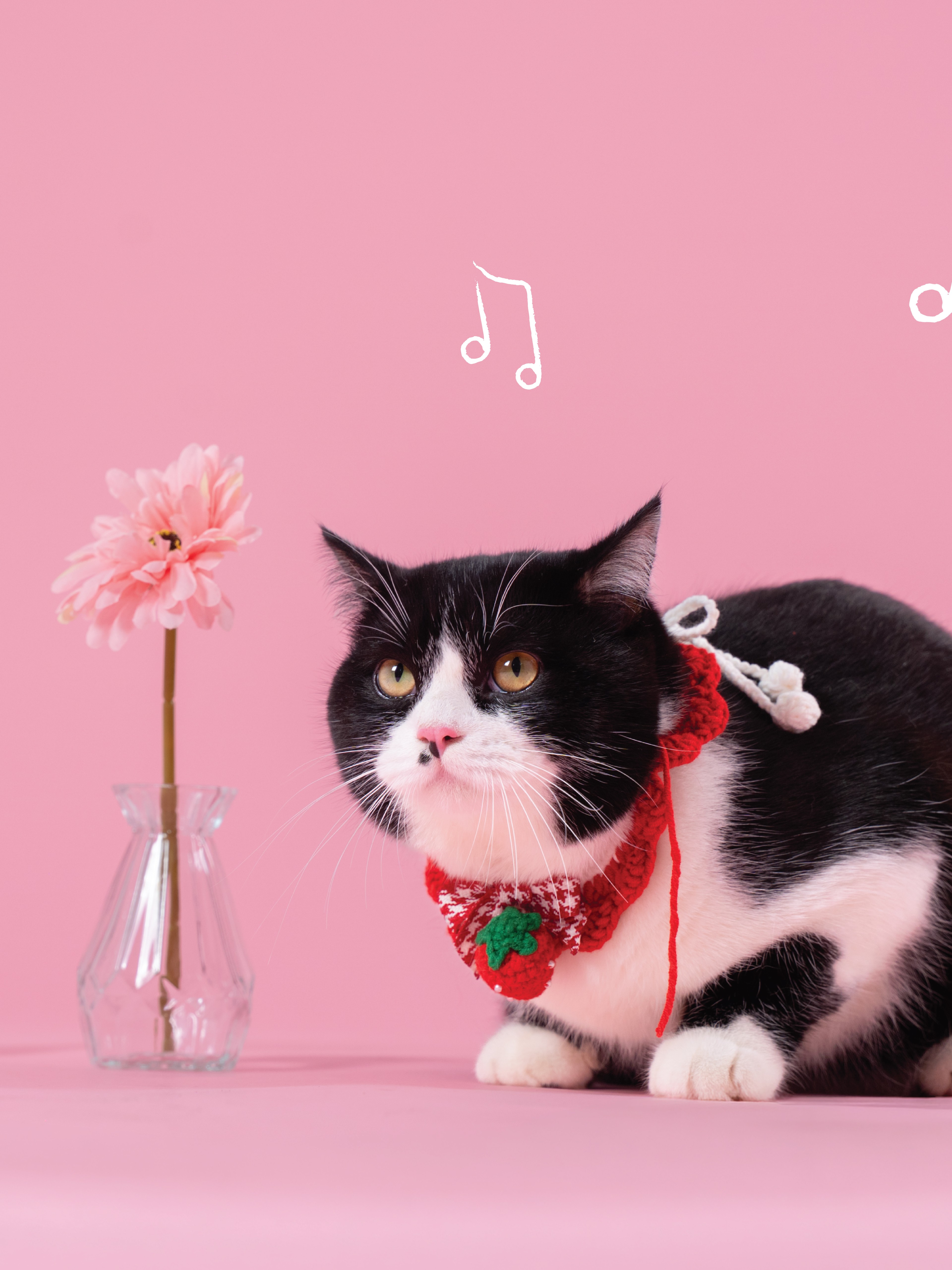 KHÁCH HÀNG MEOW