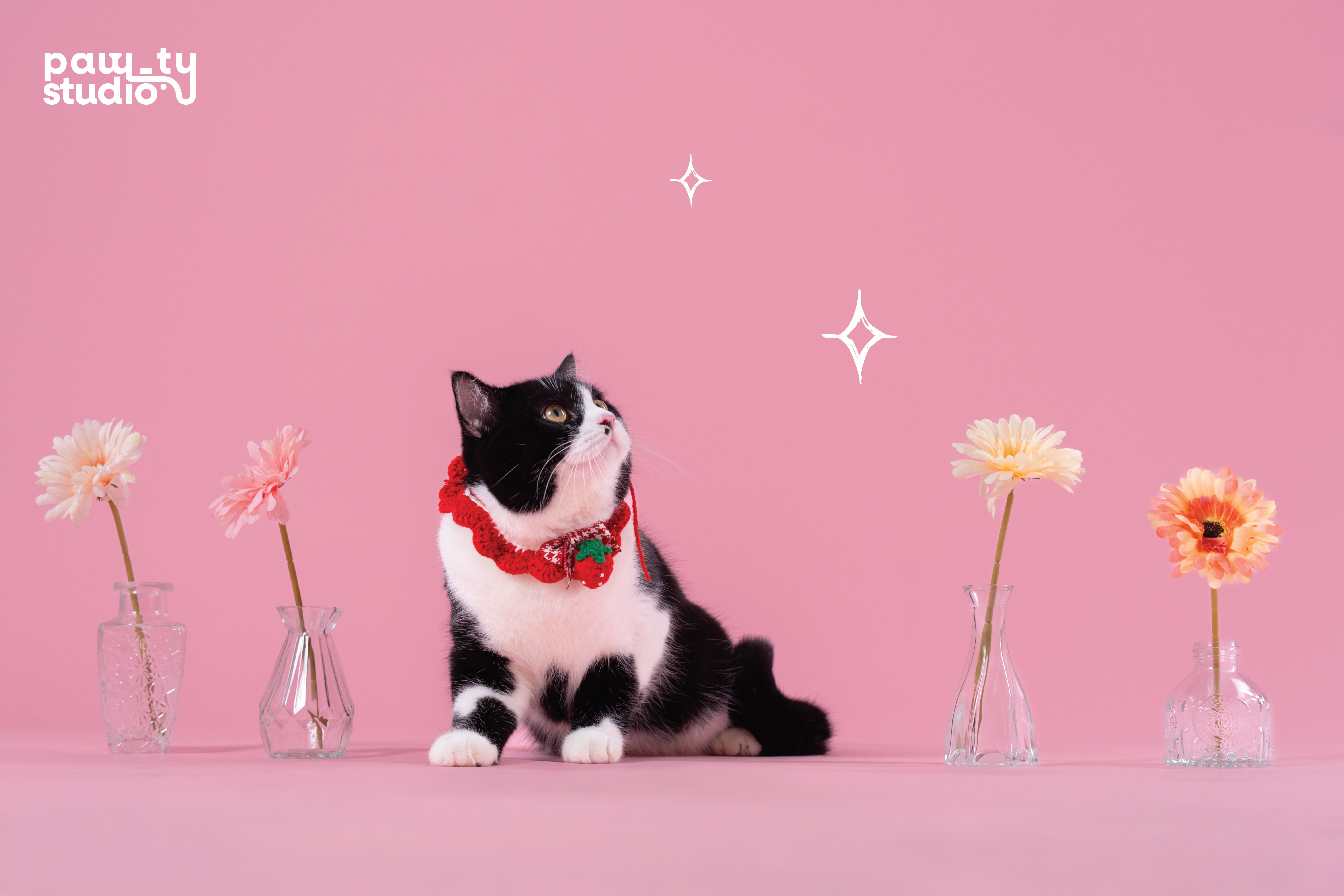 KHÁCH HÀNG MEOW