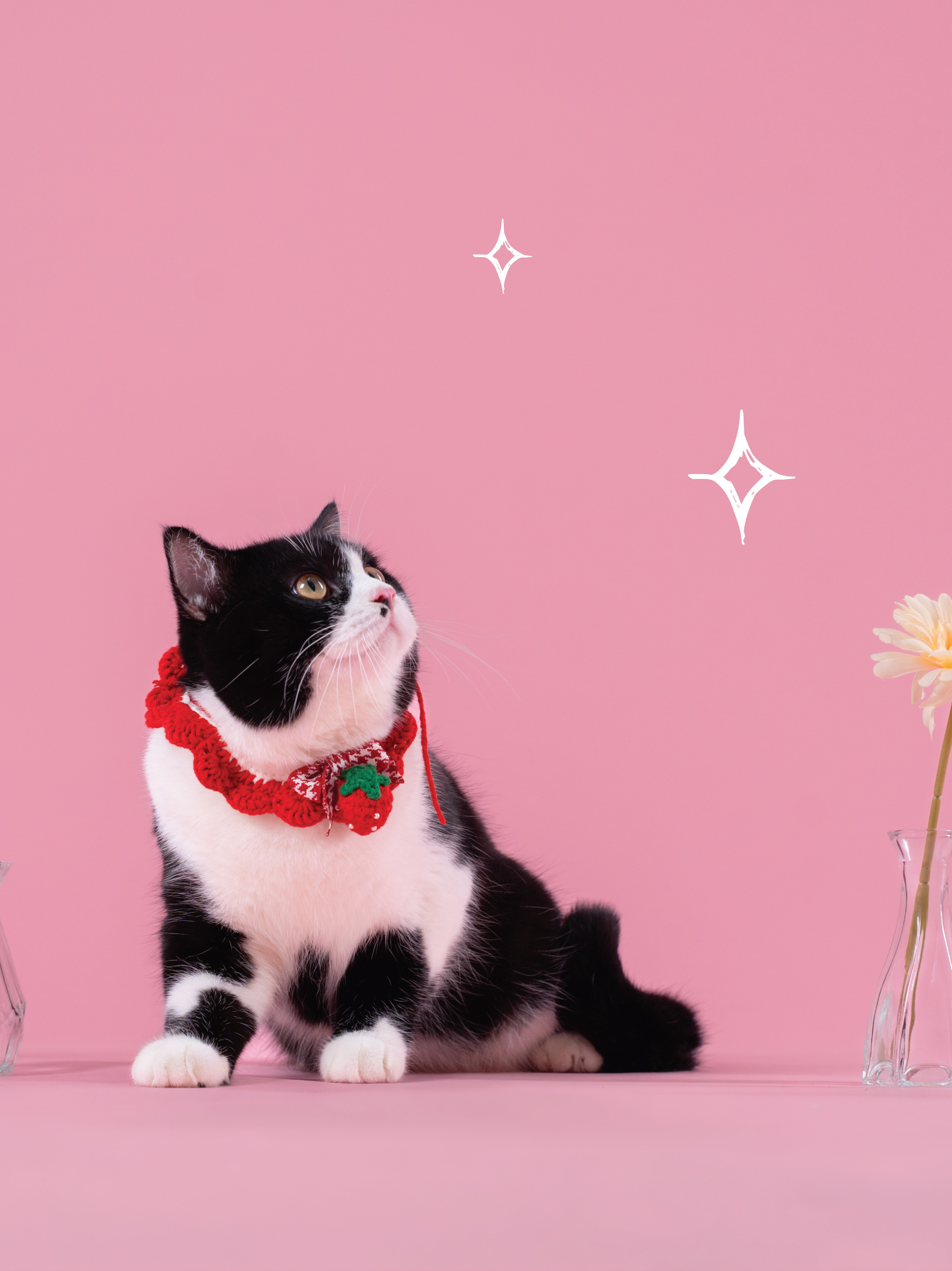 KHÁCH HÀNG MEOW