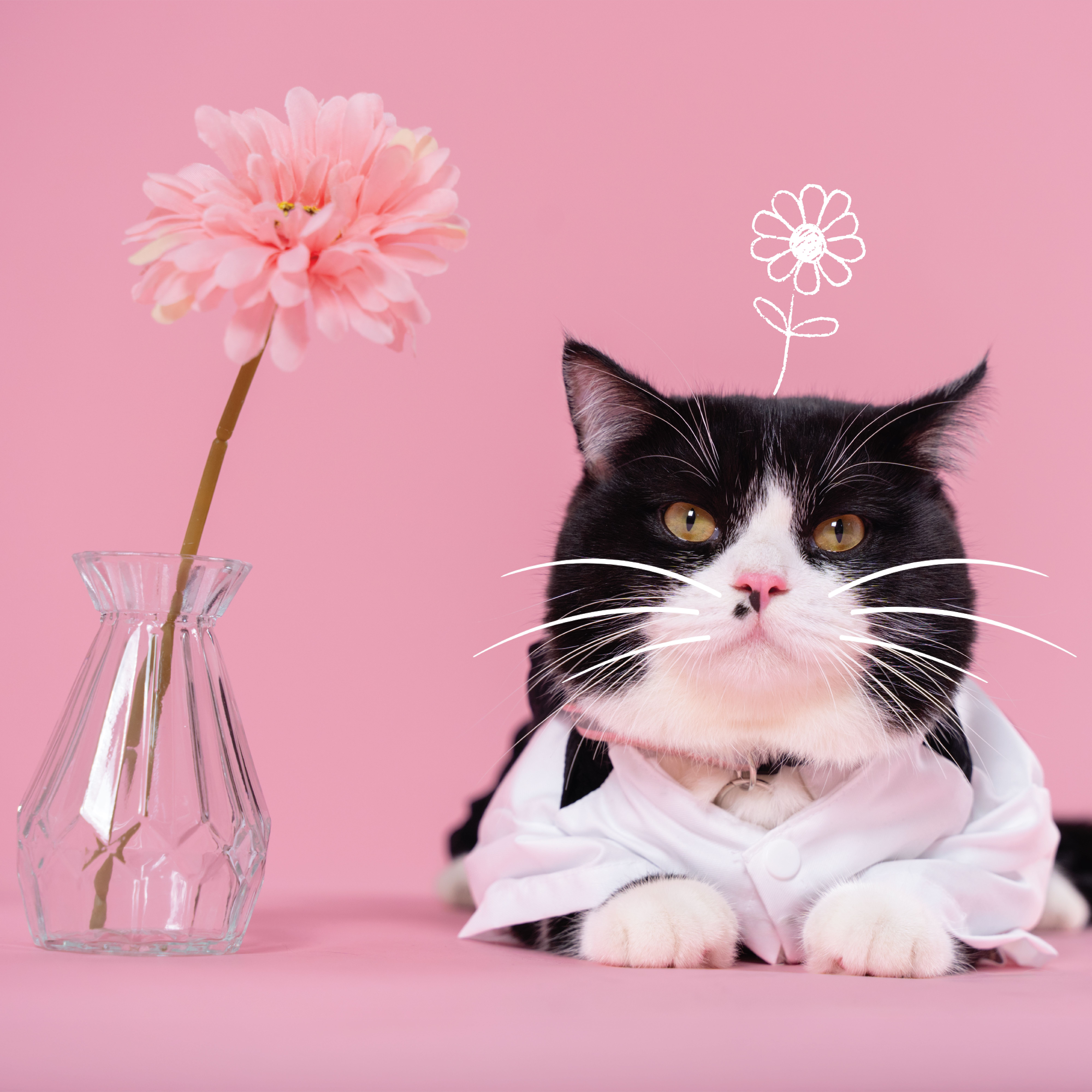 KHÁCH HÀNG MEOW