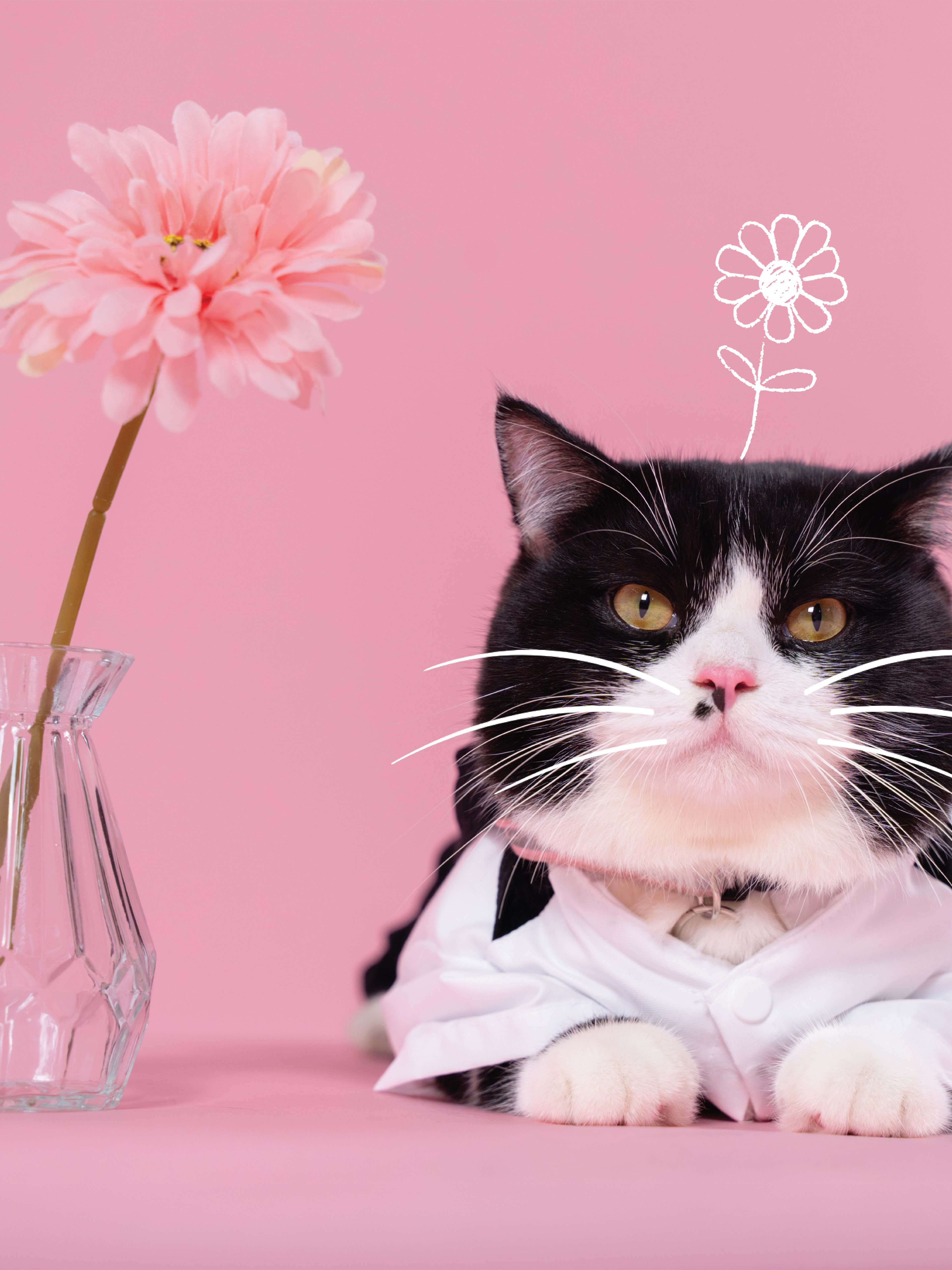 KHÁCH HÀNG MEOW