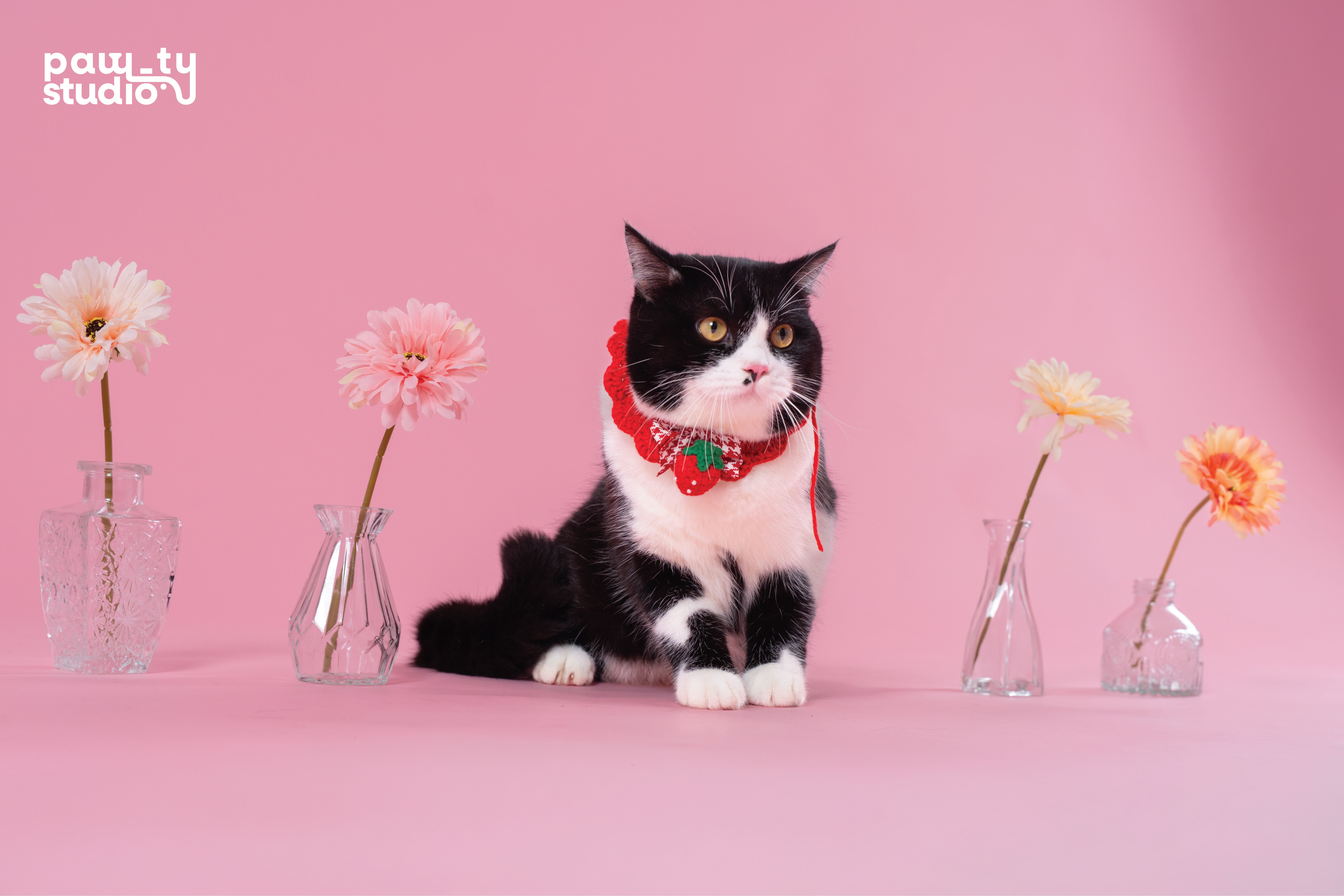 KHÁCH HÀNG MEOW