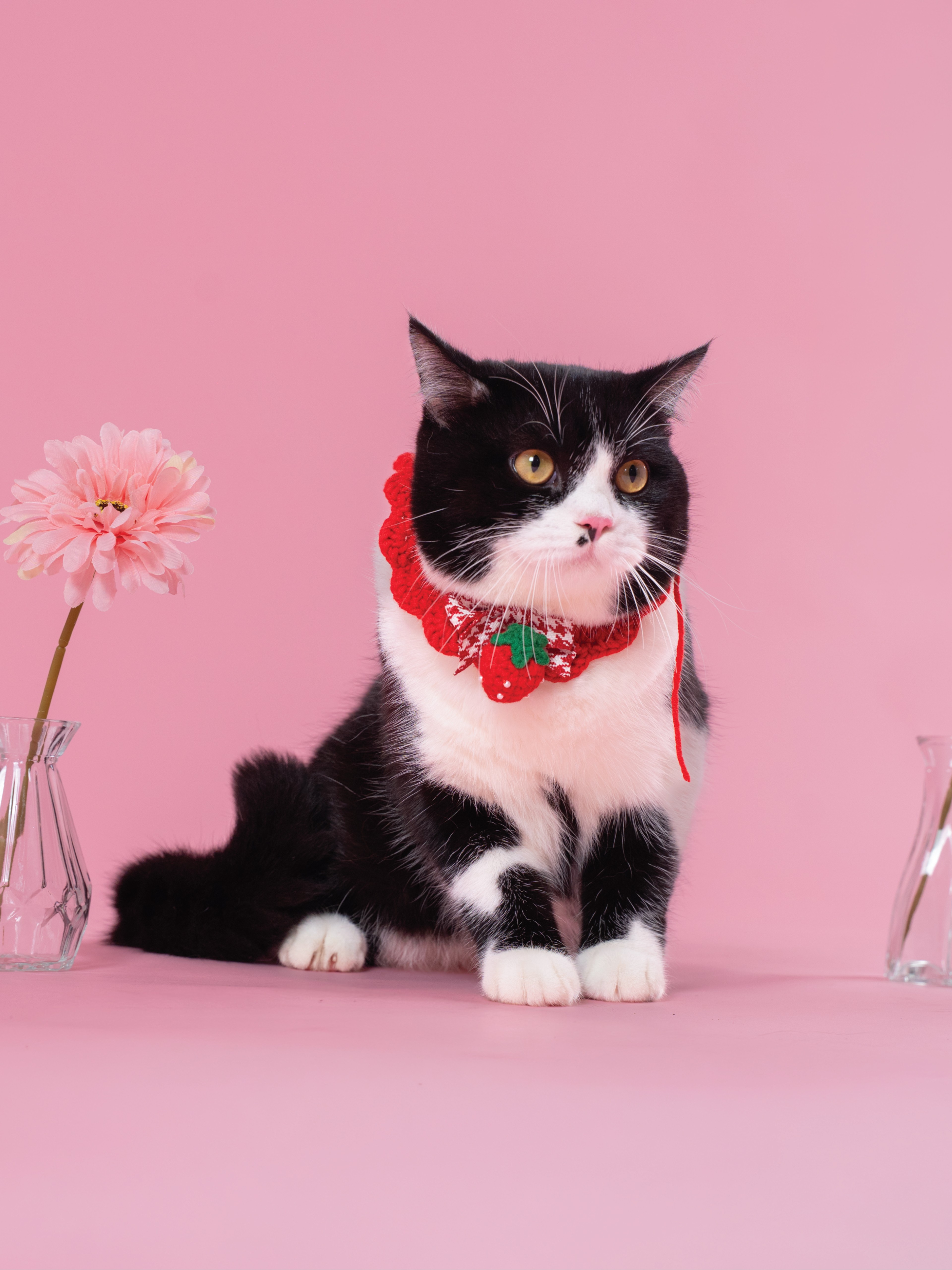 KHÁCH HÀNG MEOW