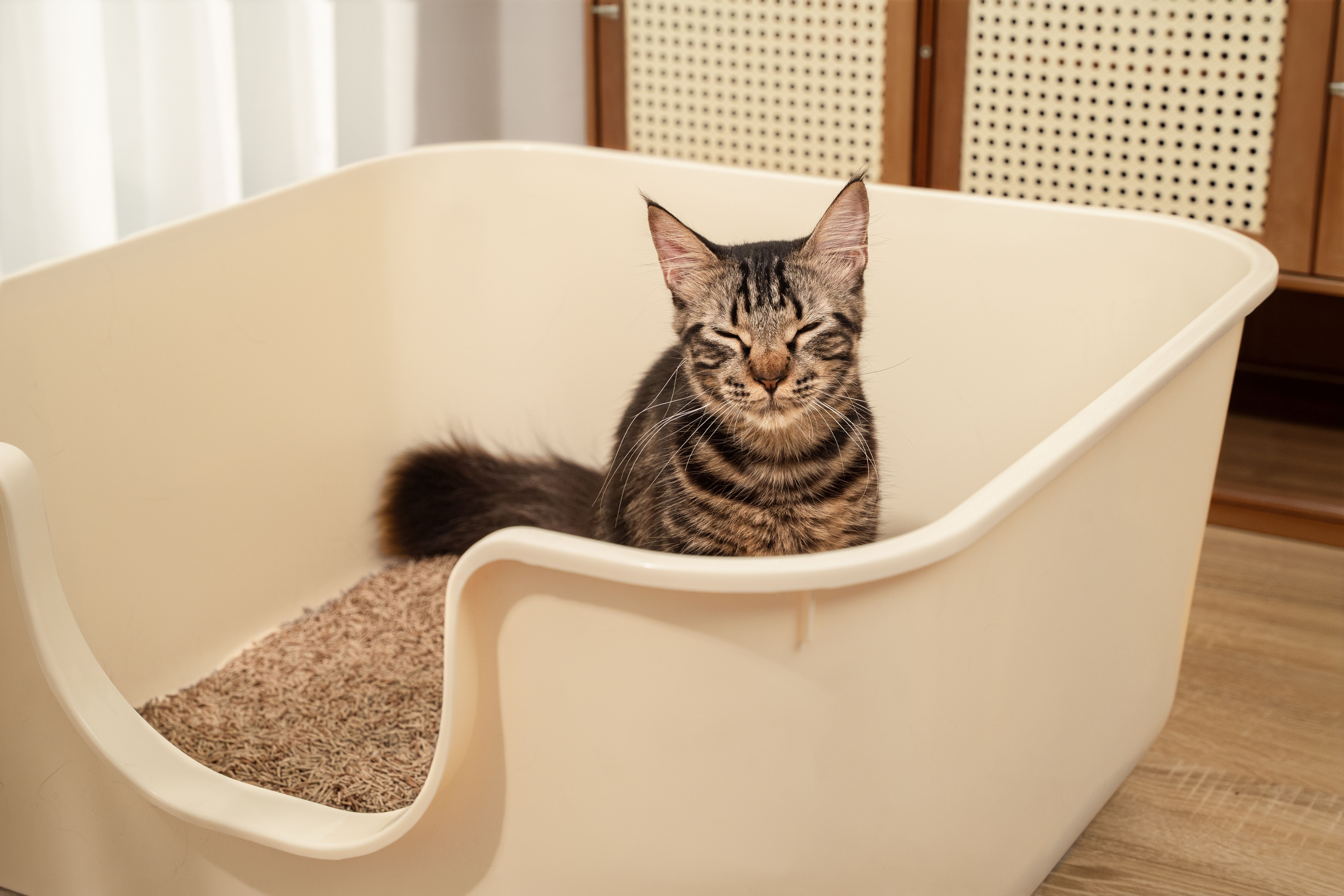 VAPO CAT (CÁT XƠ DỪA & CÁT ĐẬU NÀNH)