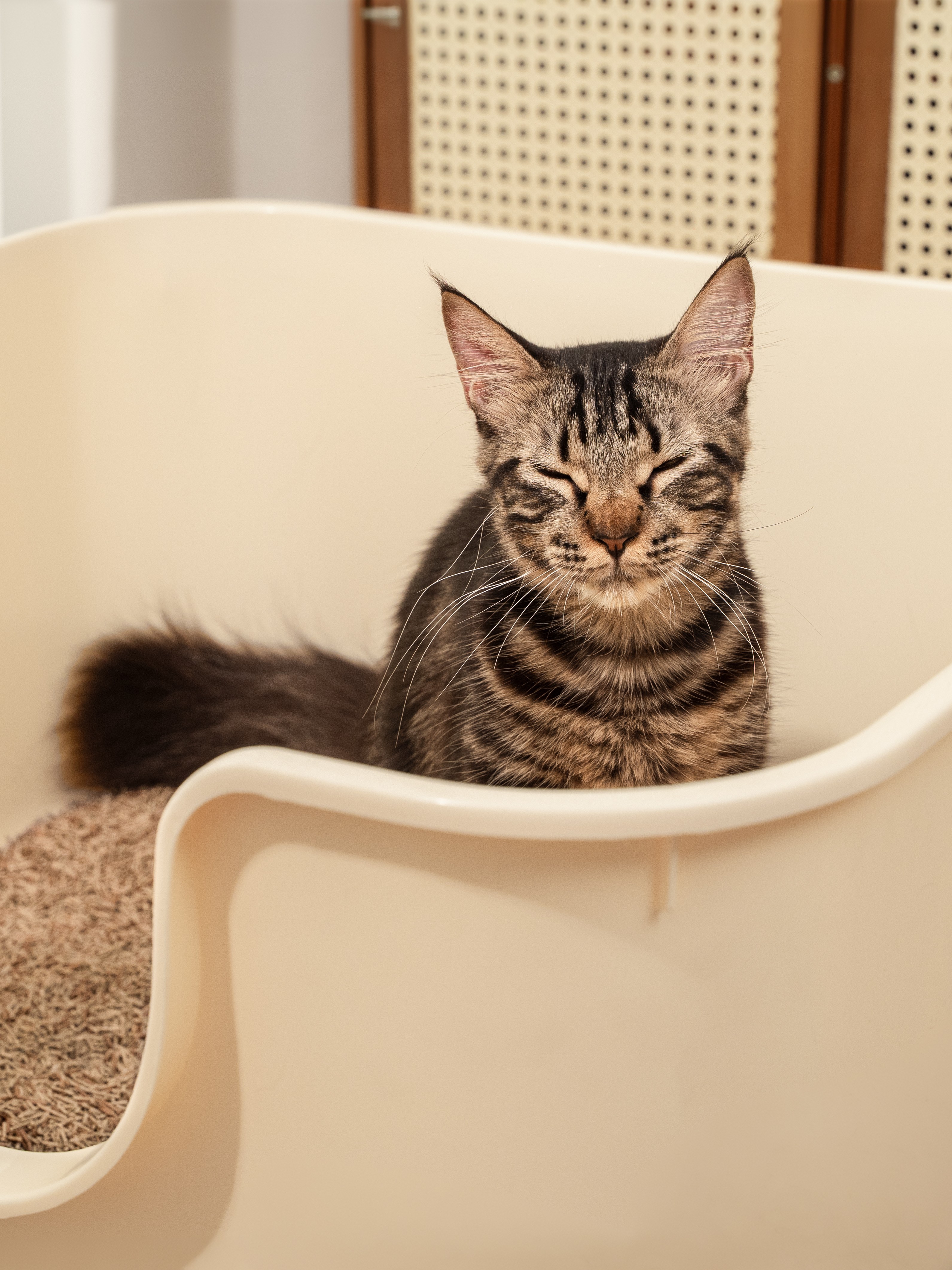 VAPO CAT (CÁT XƠ DỪA & CÁT ĐẬU NÀNH)