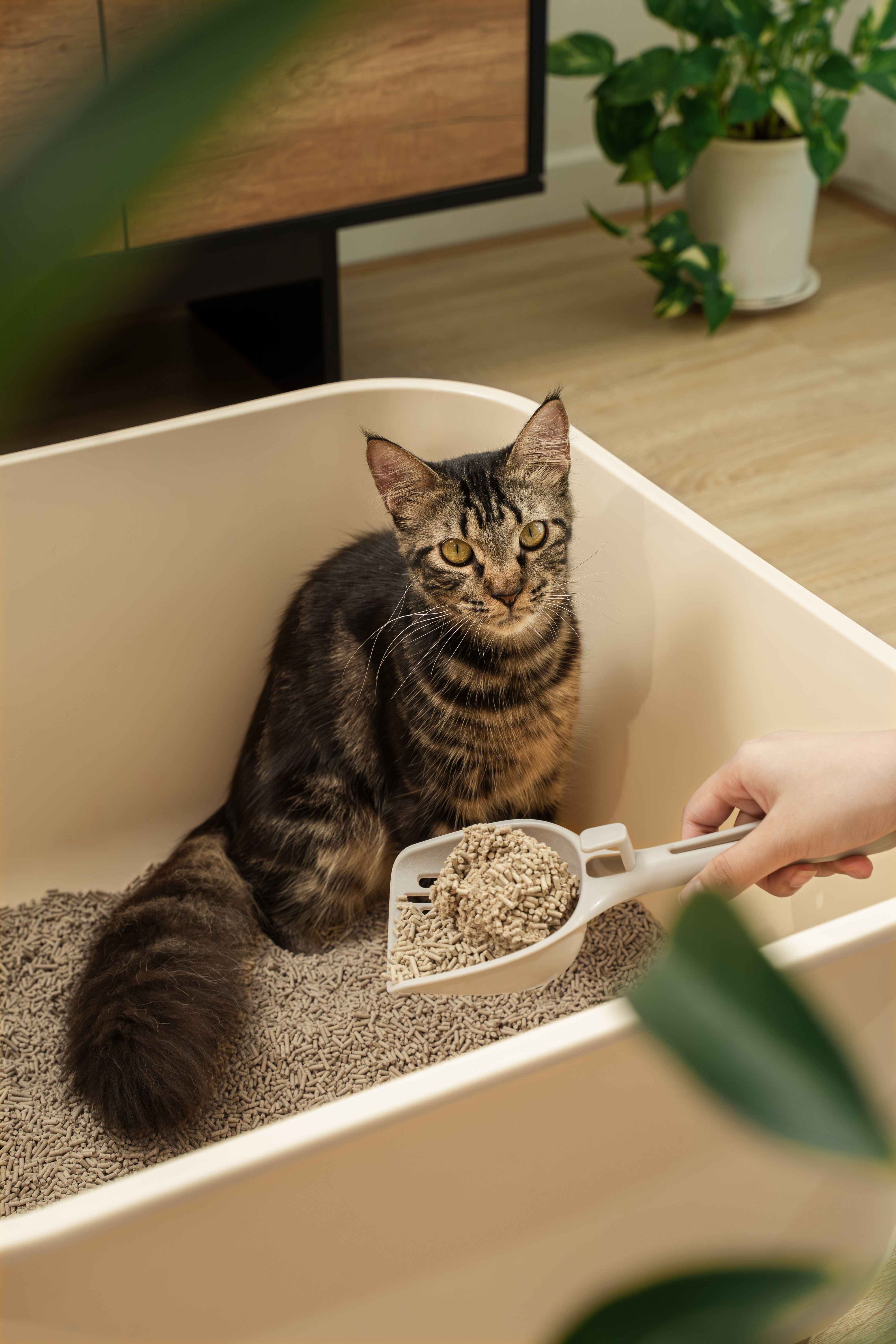VAPO CAT (CÁT XƠ DỪA & CÁT ĐẬU NÀNH)