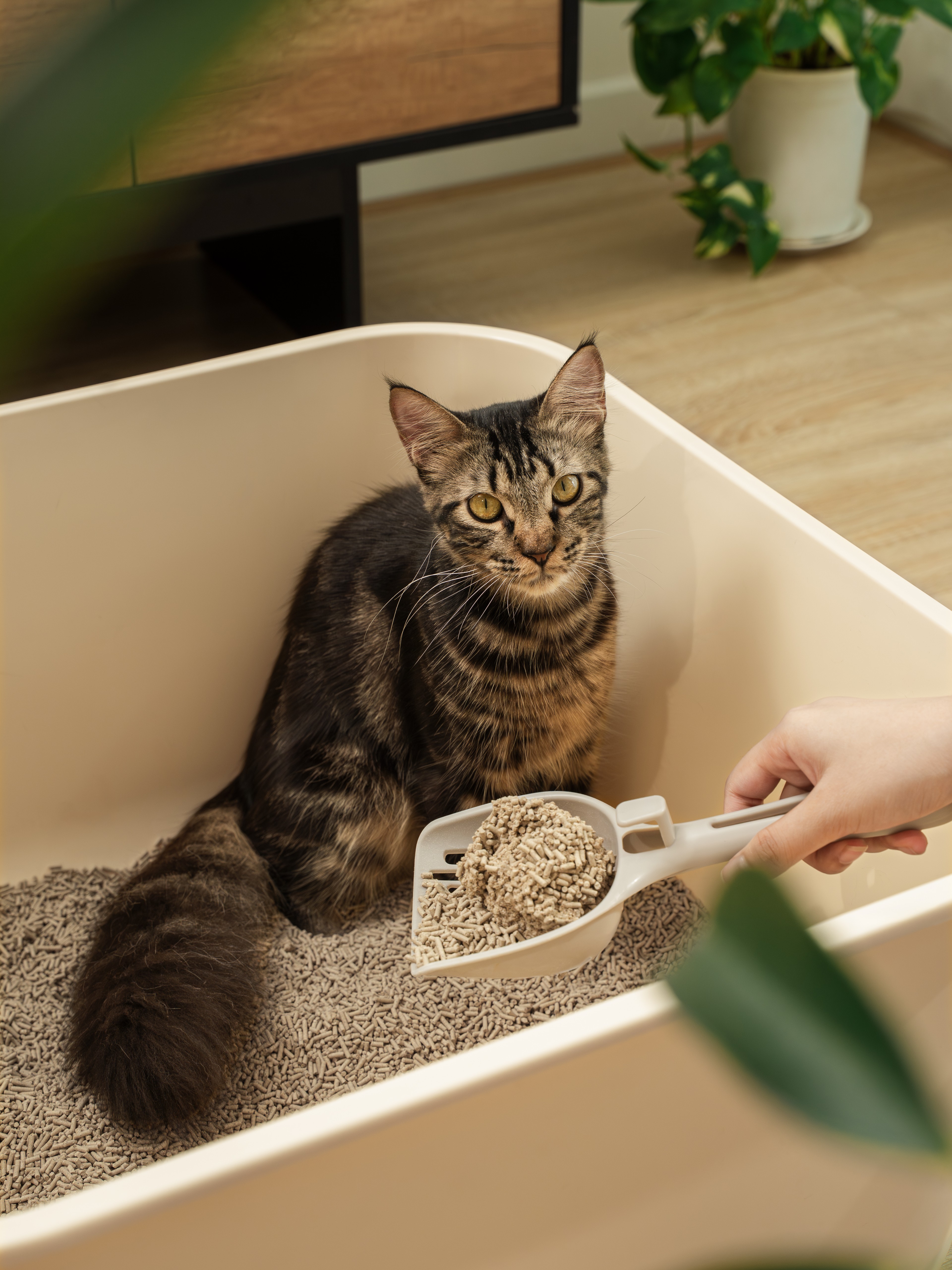 VAPO CAT (CÁT XƠ DỪA & CÁT ĐẬU NÀNH)