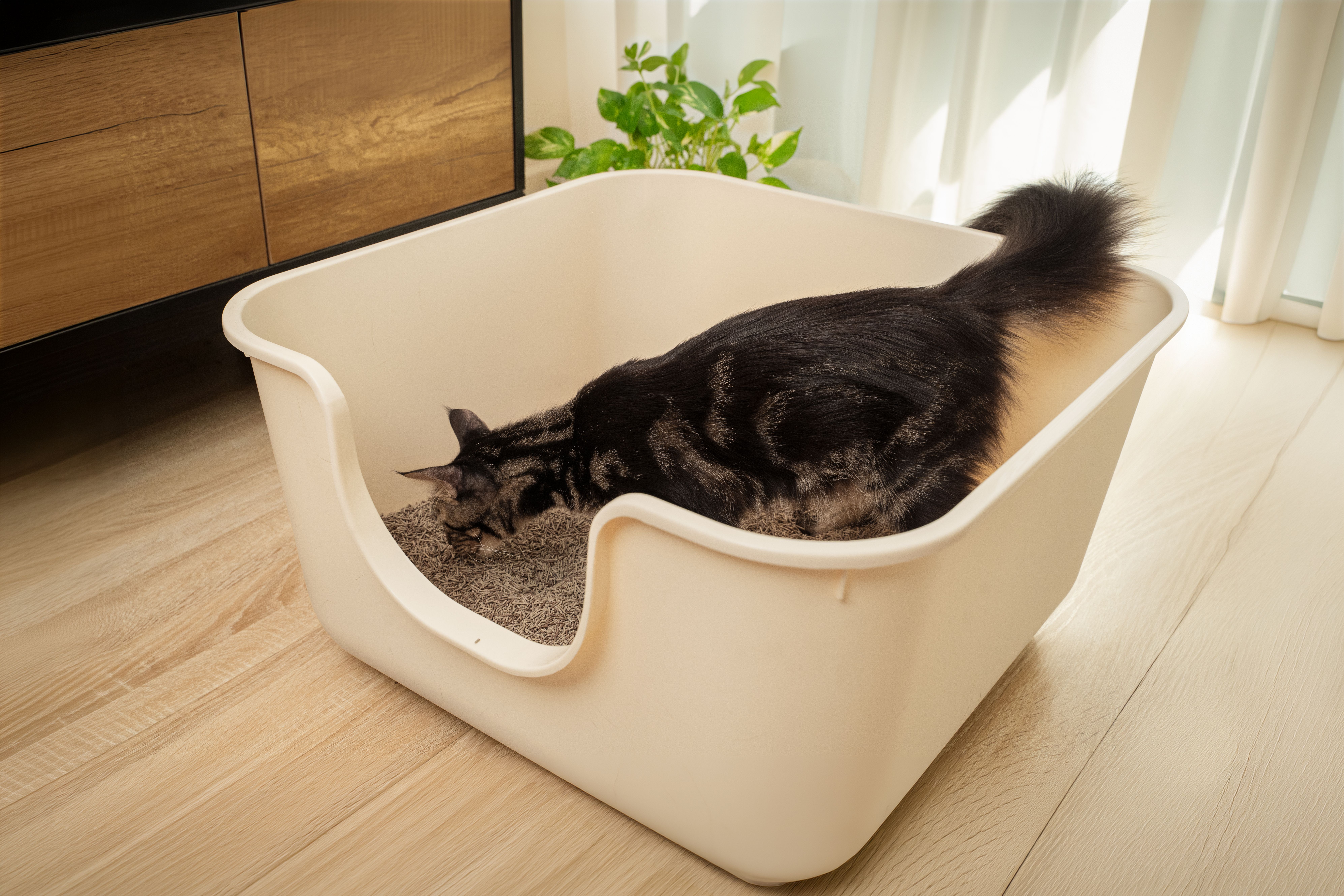 VAPO CAT (CÁT XƠ DỪA & CÁT ĐẬU NÀNH)