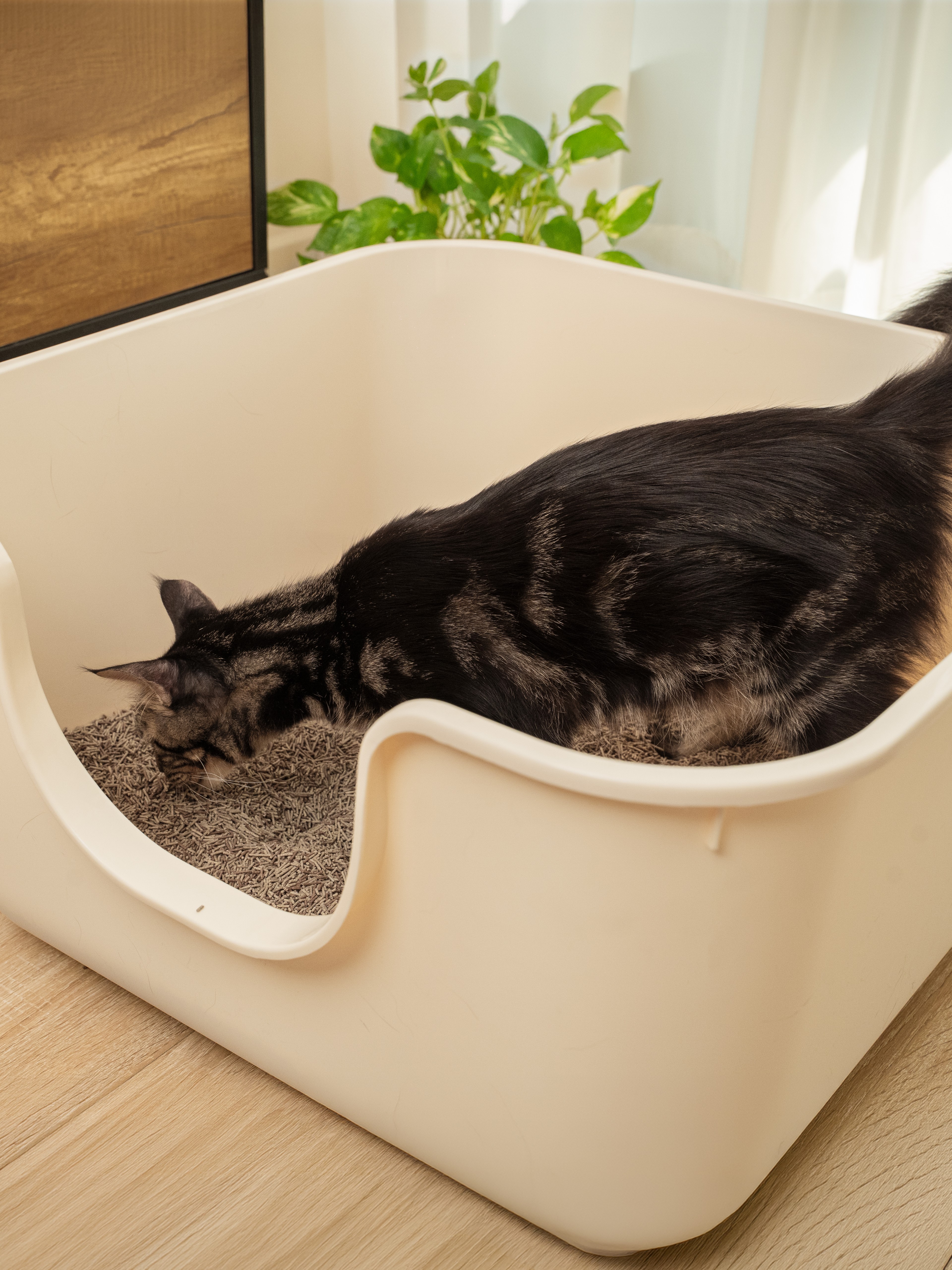 VAPO CAT (CÁT XƠ DỪA & CÁT ĐẬU NÀNH)