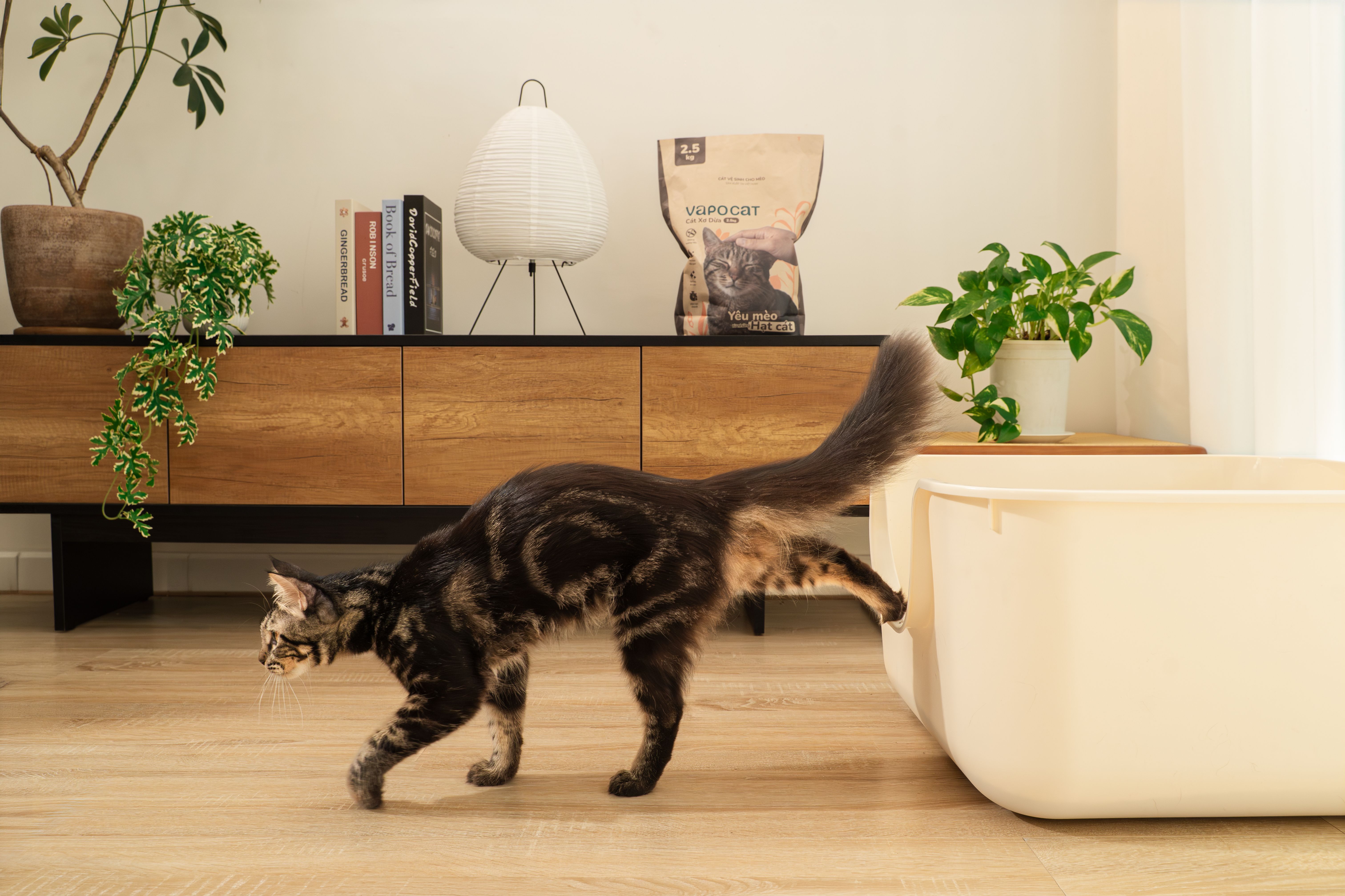 VAPO CAT (CÁT XƠ DỪA & CÁT ĐẬU NÀNH)