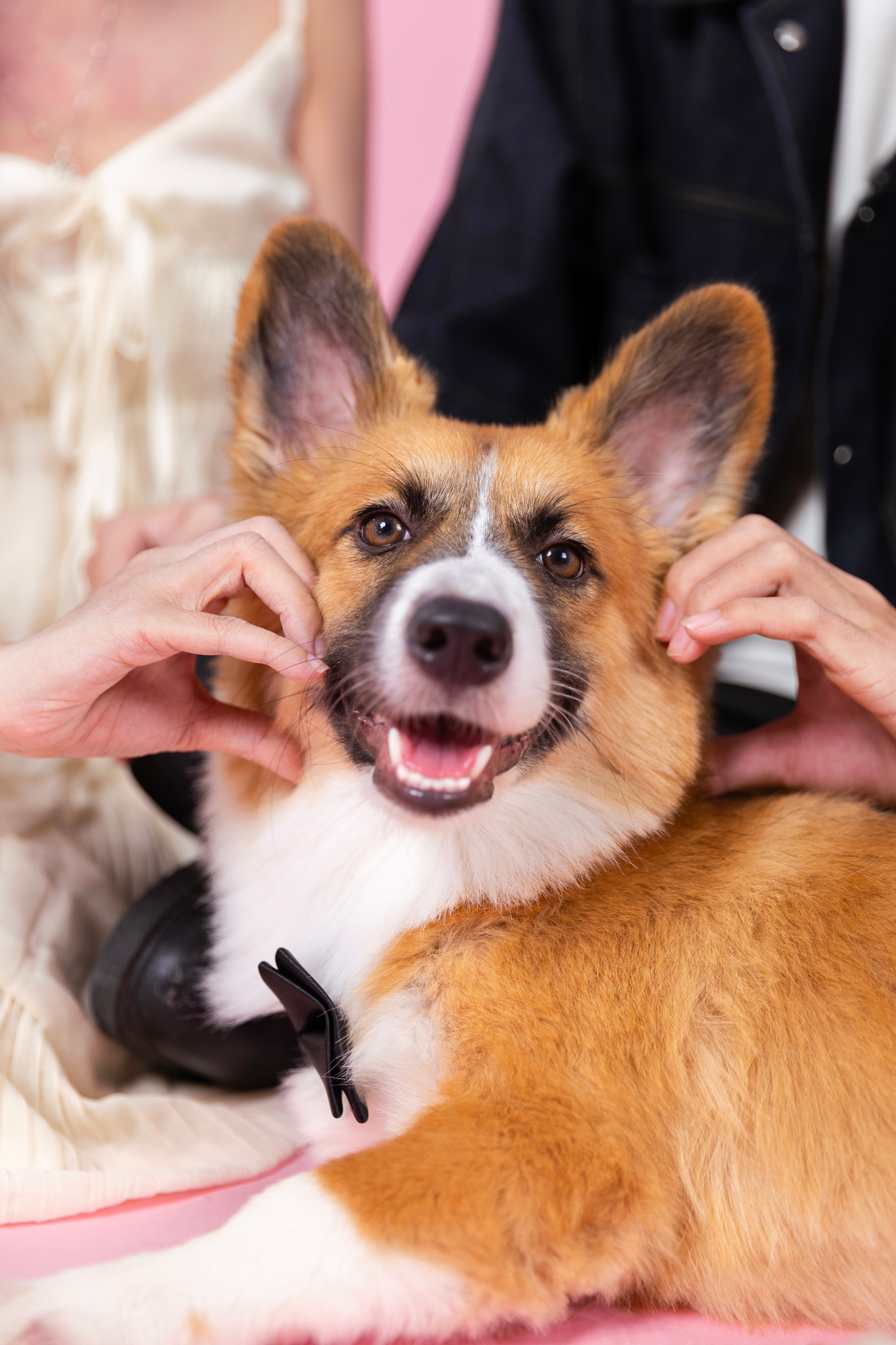 Bé Corgi được gia đình đưa đi chụp nhân dịp sinh nhật