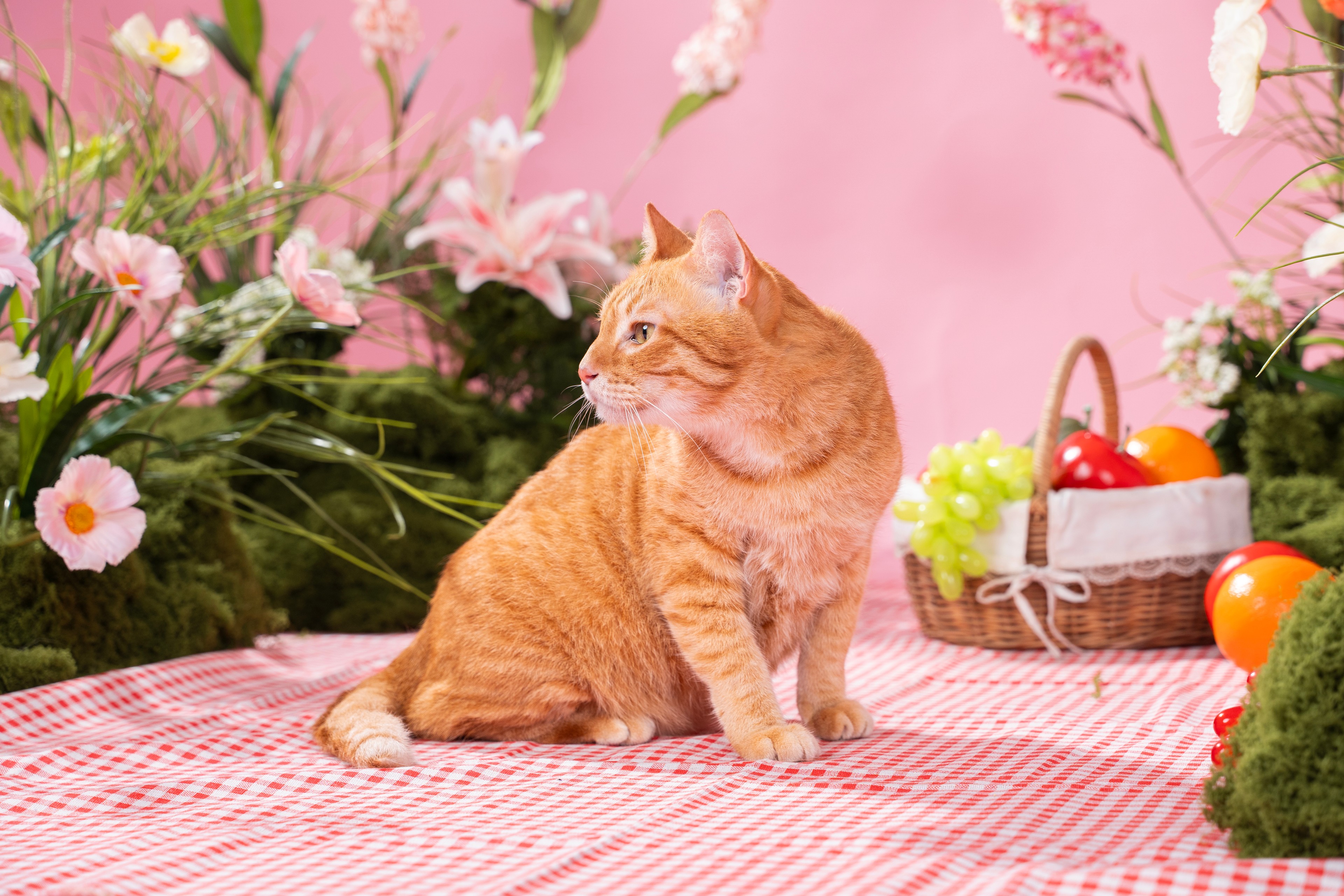 Ảnh bé mèo 14 tuổi chụp hình tại Paw-ty