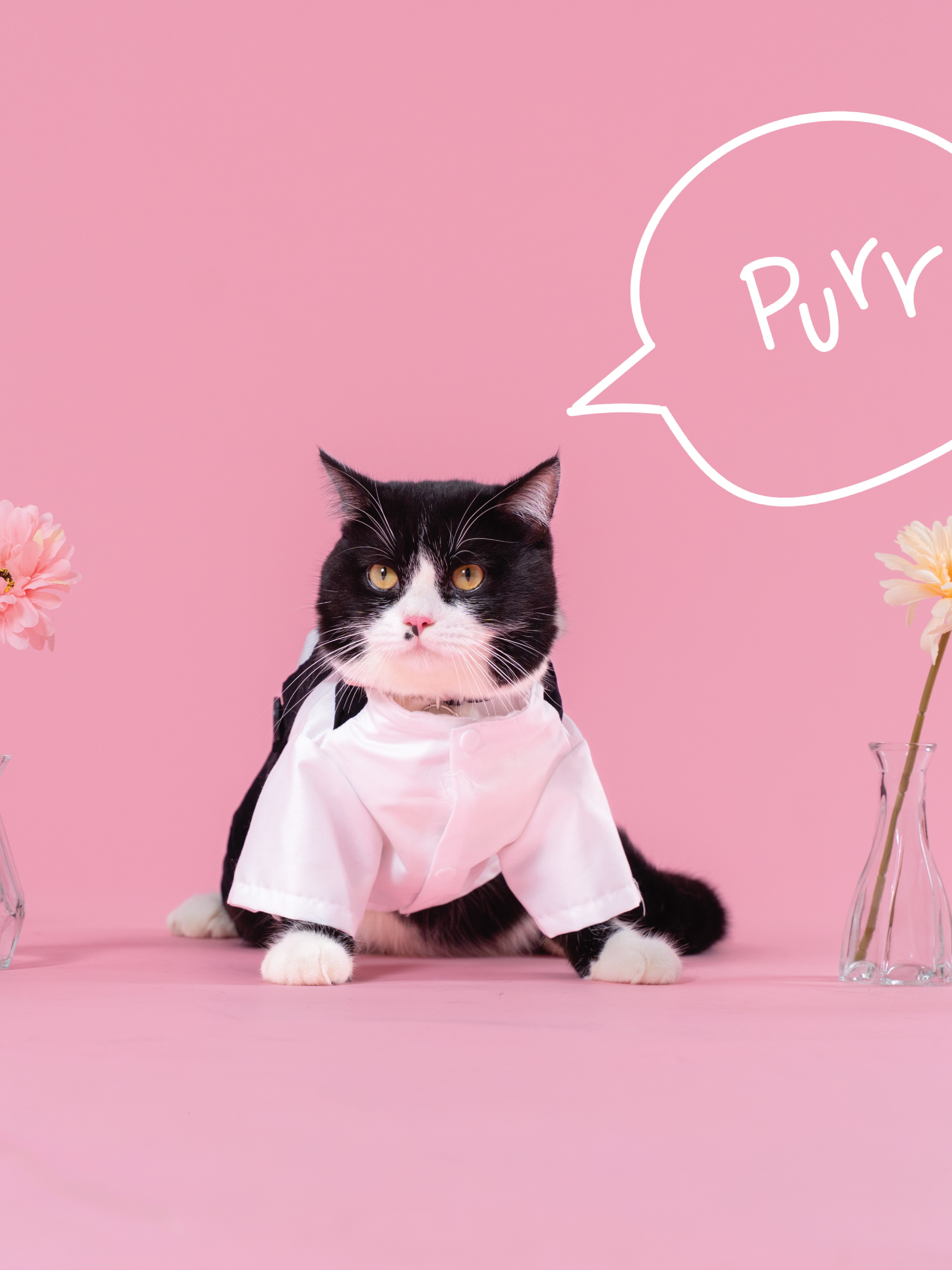 KHÁCH HÀNG MEOW