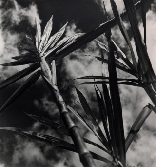 Max Dupain, Australia NSW 1911–92 / Sugar cane, Queensland, September 1952, printed 1987 / Gelatin silver photograph on paper / 42.6 x 40.4cm / Gift of CSR Limited through the QAG Foundation 1987 / Collection: Queensland Art Gallery | Gallery of Modern Art