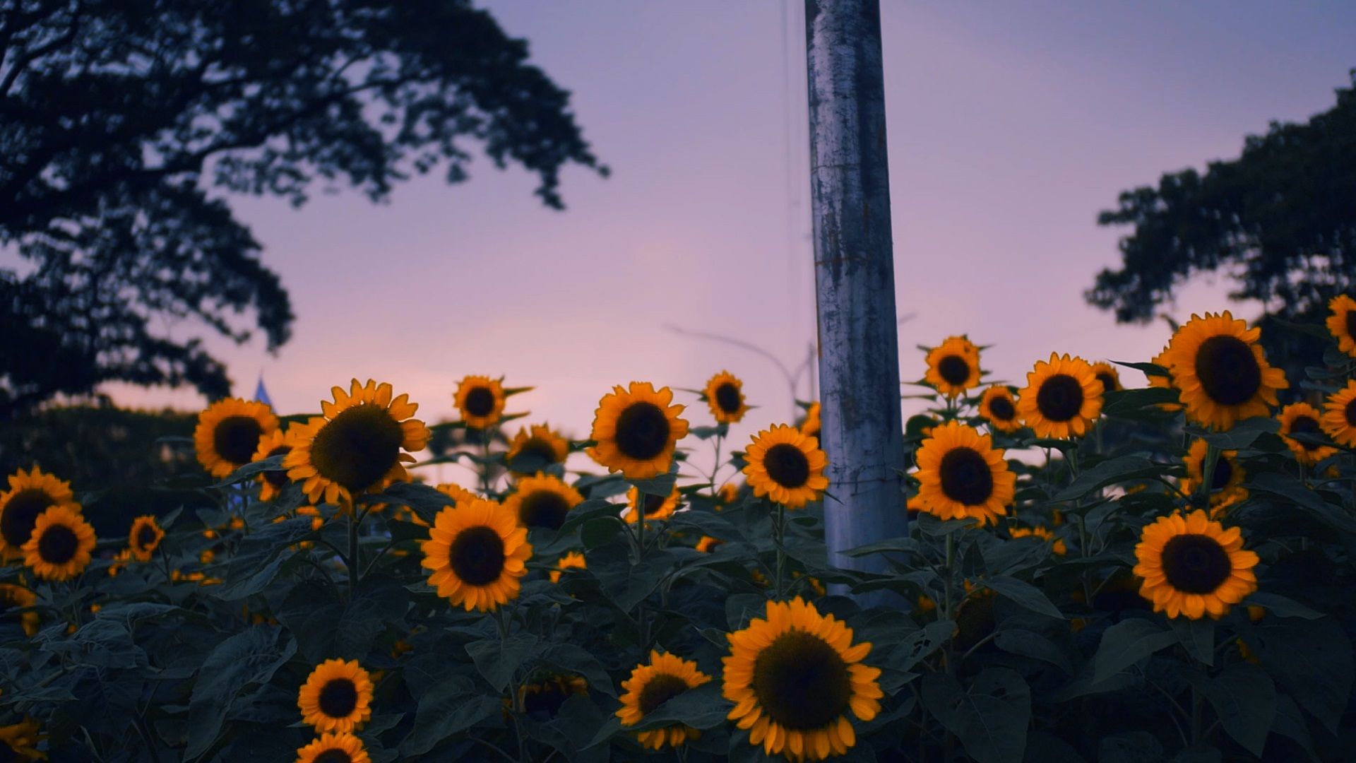 Adjani Arumpac / The Philippines b.1984 / Count (still) 2021 / HD video: colour, sound, 13 minutes, Filipino/English / Producer/Writer/Cinematographer/Editor/Sound/Production manager: Adjani Arumpac / Sound design: Mikko Quizon, Aeriel Ellyzon Mallari, John Michael Perez / Music: Datu Arellano / Line producer: National Commission for Culture and the Arts / Production company: Saltwater Cinema / Researchers: Adjani Arumpac, RM Alfonso / Courtesy and © Adjani Arumpac