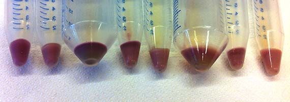 Range of AR3 E. coli colour intensity based on cell culture volume and environmental parameters during optimization experiments