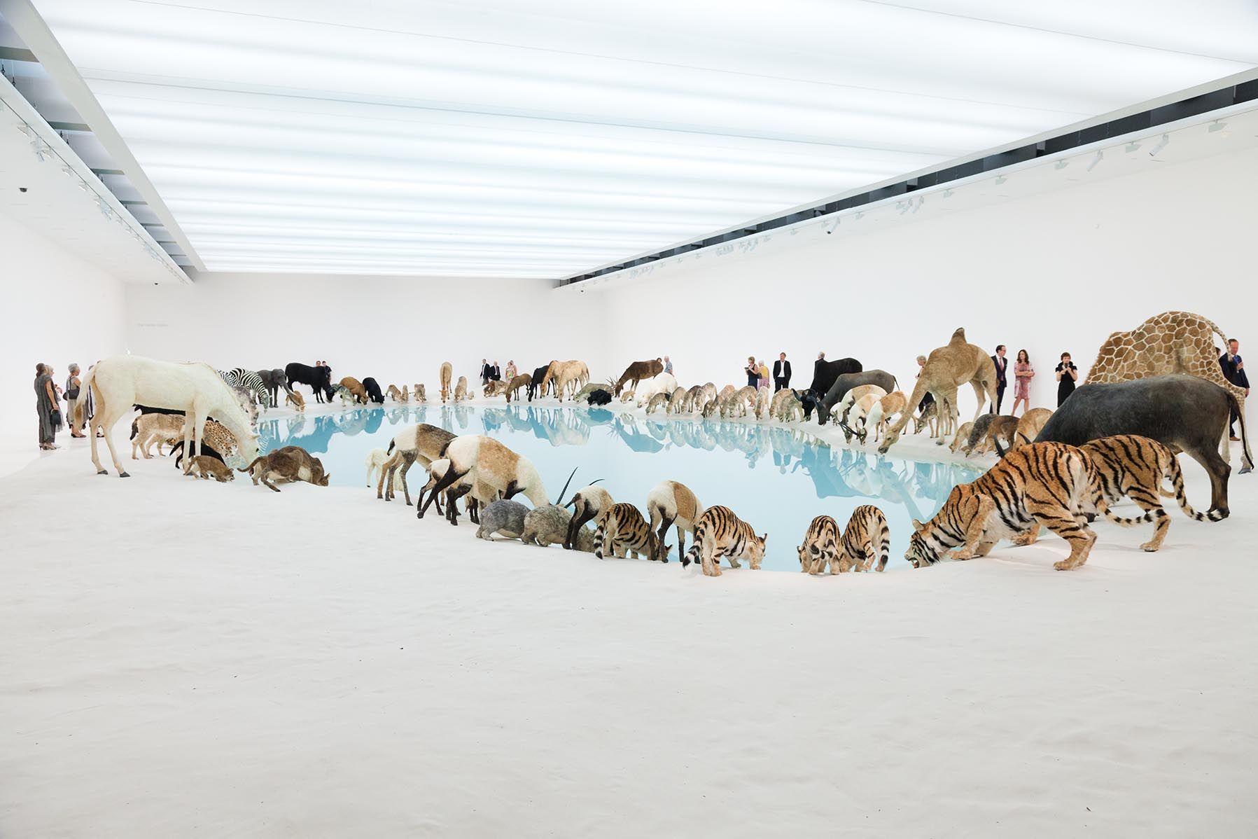 Cai Guo-Qiang, China b.1957 / Heritage (installation view) 2013 / 99 life-sized replicas of animals. Animals: polystyrene, gauze, resin and hide. Installed with artificial watering hole: water, sand, drip mechanism / Purchased 2013 with funds from the Josephine Ulrick and Win Schubert Diversity Foundation through and with the assistance of the Queensland Art Gallery Foundation / Collection: Queensland Art Gallery | Gallery of Modern Art / © Cai Guo-Qiang / Photograph: Natasha Harth © QAGOMA