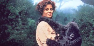 Production still from Gorillas in the Mist 1988 / Director: Michael Apted / Image courtesy: Roadshow Films