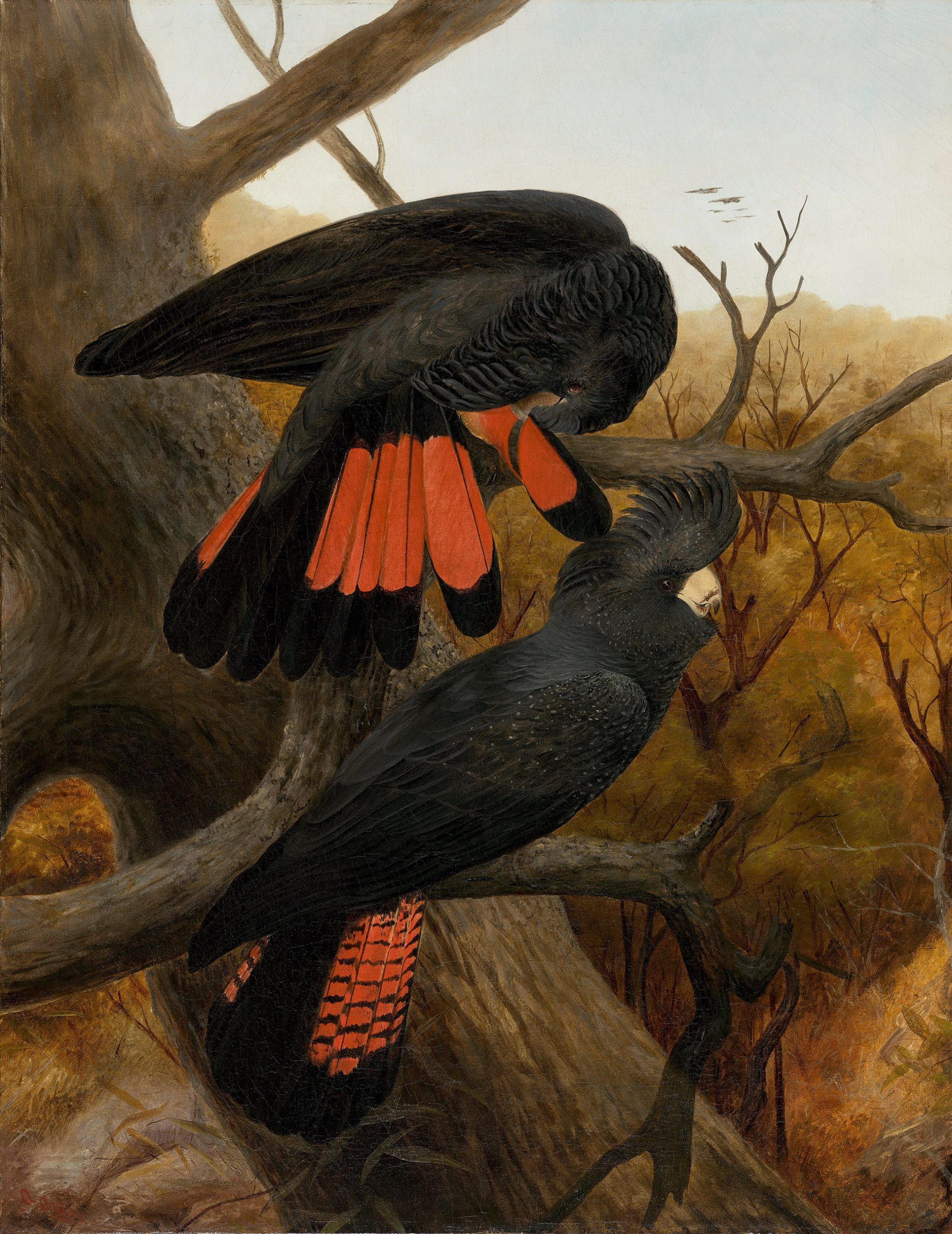Anthony Alder, Australia 1838–1915 / (Red-tailed Black Cockatoos) c.1895 / Oil on canvas / 90.7 x 70cm90,7 x 70 cm / Purchased 2014. QAGOMA Foundation / Collection: Queensland Art Gallery | Gallery of Modern Art