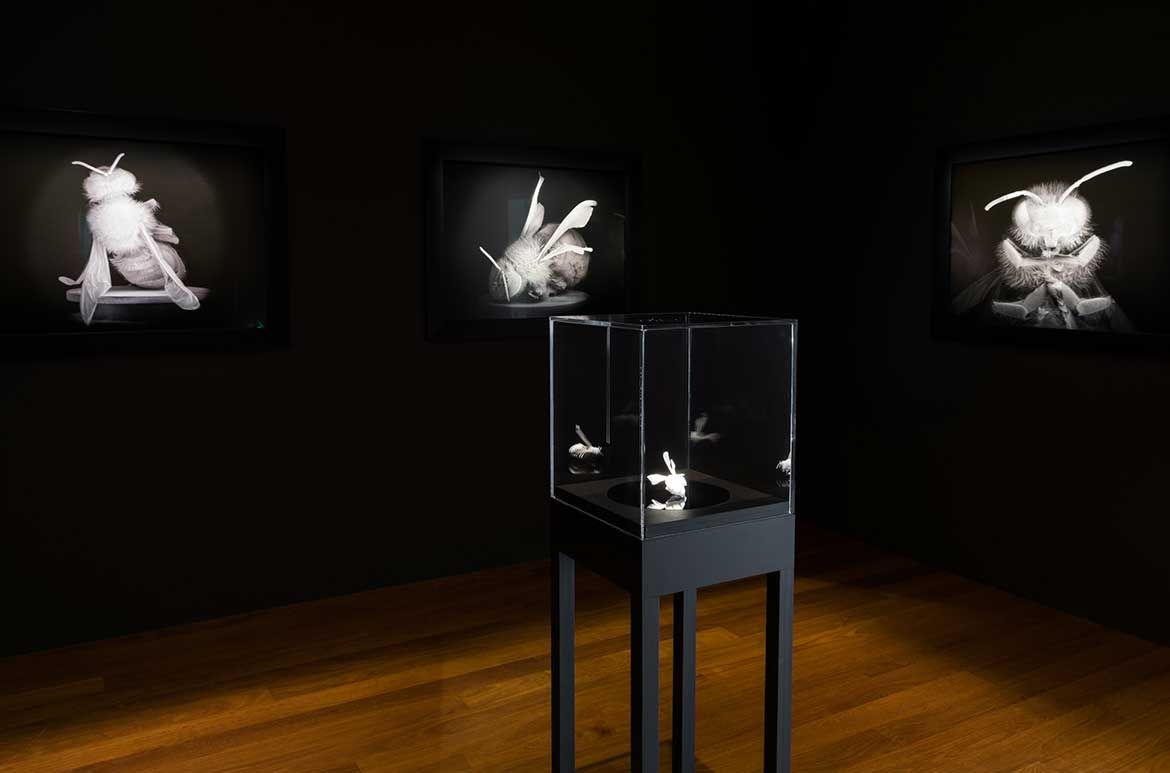 Anne Noble, Aotearoa New Zealand b.1954 / Installation view of Museum: For a time when the bee no longer exists, APT9, GOMA / © Anne Noble / Courtesy: The artist and Two Rooms, Auckland