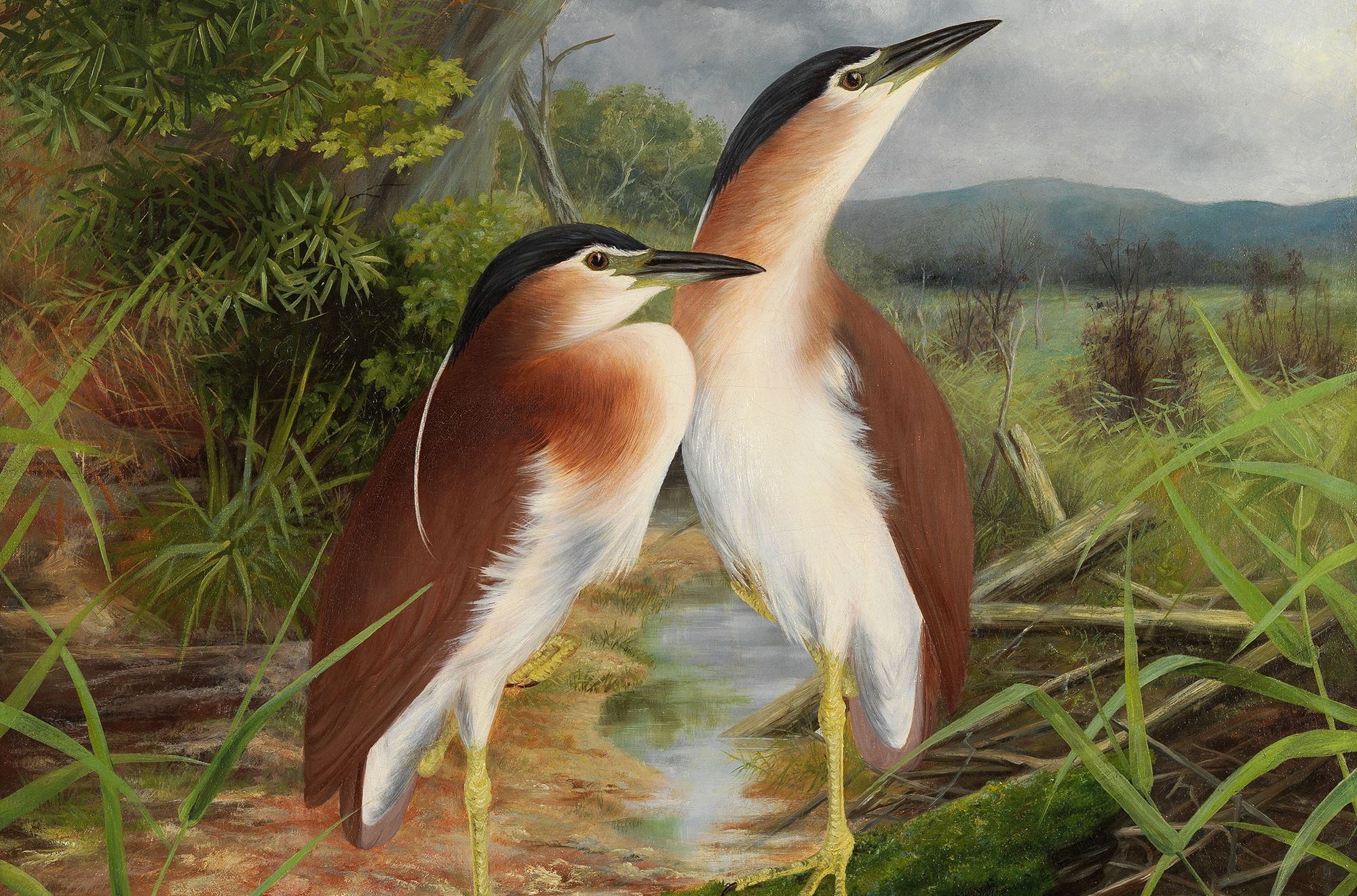 Anthony Alder, Australia 1838–1915 / Heron’s home (detail) 1895 / Oil on canvas / 102 x 82cm / Purchased 2011 with funds from the Estate of Jessica Ellis through the QAG Foundation / Collection: Queensland Art Gallery | Gallery of Modern Art