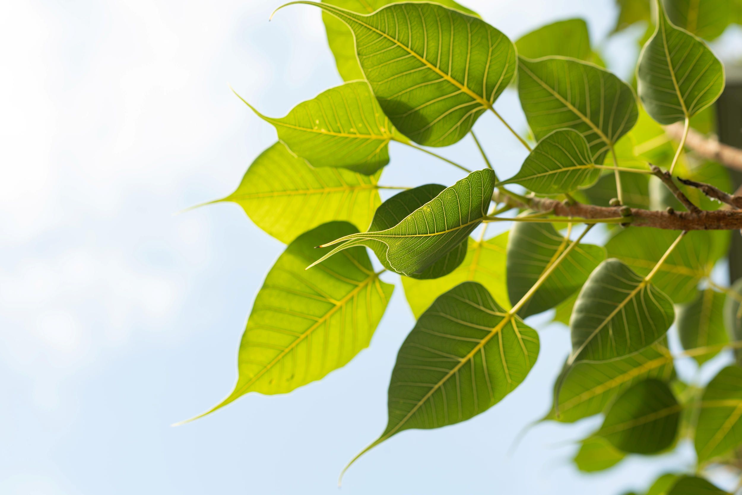 Bodhi Tree Blessing Ceremony, GOMA, April 2021 / Photograph: C Callistemon, QAGOMA