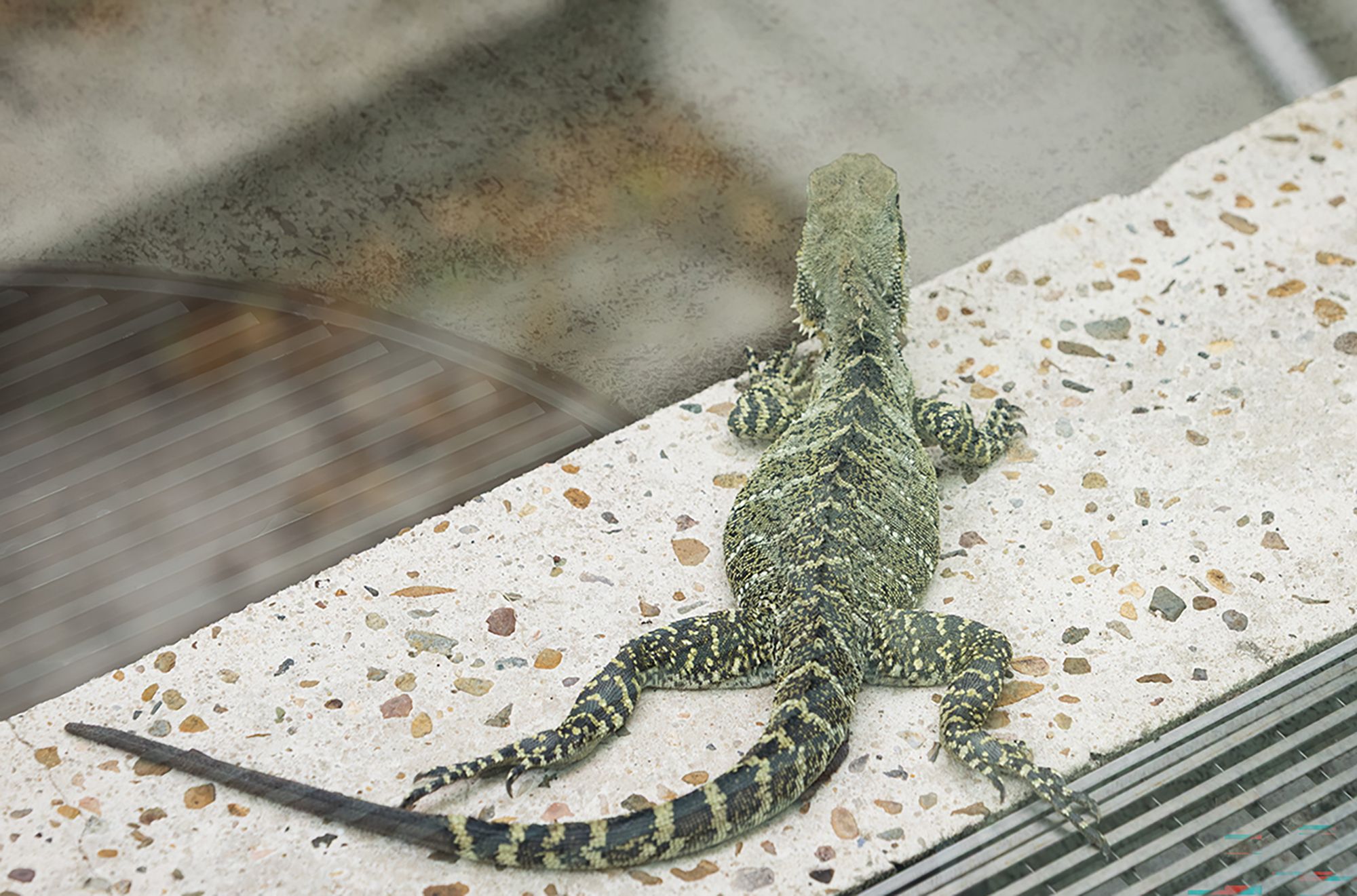 The Gallery's Water Dragons