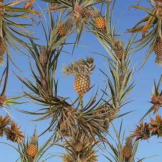 Fallen Fruit (David Burns, Matias Viegener and Austin Young) / Pineapple wallpaper Brisbane at Dusk 2014 / Image courtesy: The artists