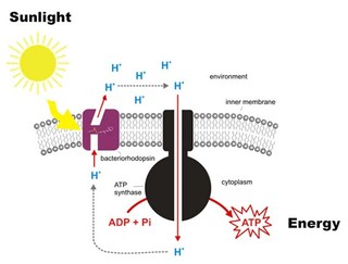 Sunlight to energy conversion of bacteriorhodopsin (Halobacterium salinarum) protein – sunlight causes a change to the protein configuration which moves protons across a gradient to produce energy / Image adapted from Bacteriorhodopsin chemiosmosis.