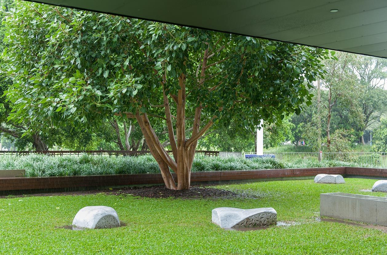 Lee Mingwei, Taiwan/United States b.1964 / Bodhi Tree Project 2006 / Living installation Bodhi tree, marble seats (designed by Lee Mingwei; carved by Paul Stumkat, Queensland) / Commissioned by the Queensland Government for the Millennium Arts Project, Queensland Cultural Centre, Bodhi Tree Lawn, Queensland Art Gallery | Gallery of Modern Art / Collection: Queensland Art Gallery | Gallery of Modern Art / © Lee Mingwei / Photograph: N Harth © QAGOMA
