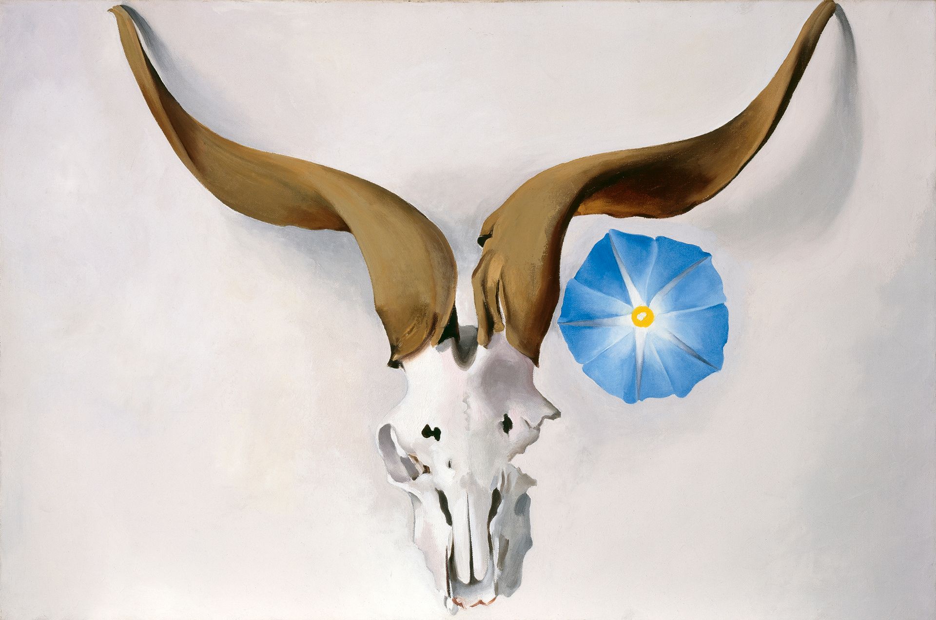 Georgia O’Keeffe, USA 1887–1986 / Ram’s Head, Blue Morning Glory 1938 / Oil on canvas / 50.8 x 76.2cm / Gift of The Burnett Foundation (2007.01.024) / Collection: Georgia O’Keeffe Museum / © Georgia O’Keeffe Museum