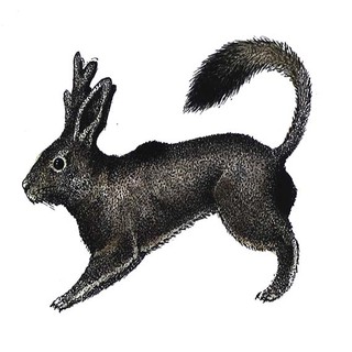 Real and Imaginary Mutants: Indian Ink and mutant protein drawing