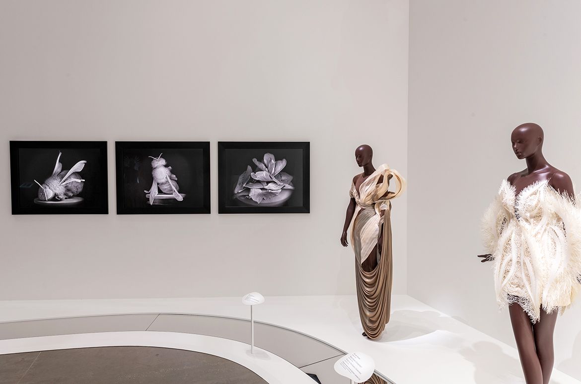 Anne Noble, New Zealand b.1954 / Dead Bee Portrait #1 2015; Dead Bee Portrait #2 2015; Dead Bee Portrait #11 2015, printed 2018 installed in ‘Iris van Herpen: Sculpting the Senses’, GOMA 2024 / Photograph: N Umek © QAGOMA