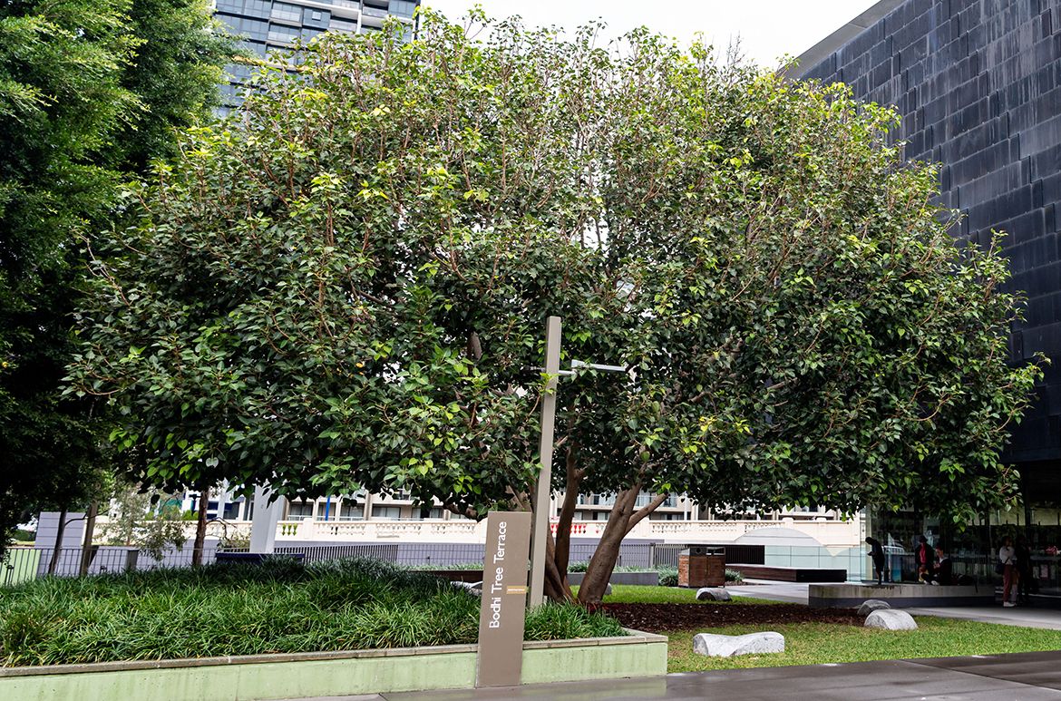 Lee Mingwei, Taiwan/United States b.1964 / Bodhi Tree Project 2006 / Living installation Bodhi tree, marble seats (designed by Lee Mingwei; carved by Paul Stumkat, Queensland) / Commissioned by the Queensland Government for the Millennium Arts Project, Queensland Cultural Centre, Bodhi Tree Lawn, Queensland Art Gallery | Gallery of Modern Art / © Lee Mingwei / Photograph: C Callistemon © QAGOMA