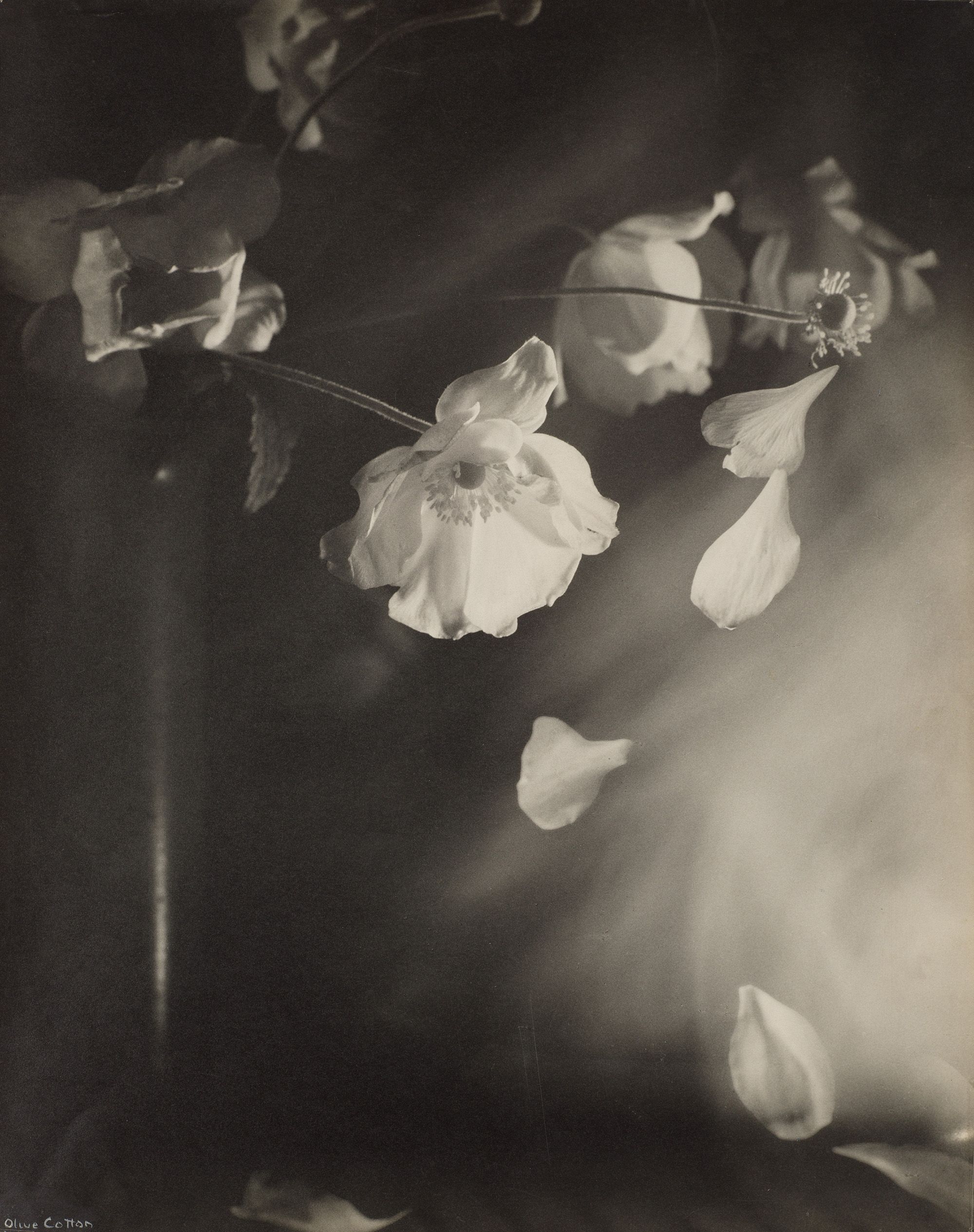 Olive Cotton, Australia 1911–2003 / Windflowers c.1939 / Gelatin silver photograph on paper / 48.9 x 38.8cm / Purchased 2006 with funds from the Estate of Ouida Marsten through the QAG Foundation / Collection: Queensland Art Gallery | Gallery of Modern Art