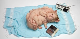 Patricia Piccinini / Australia b.1965 / The Young Family 2002 / Silicone, fibreglass, leather, plywood, human hair; ed. 1/3 / RHS Abbott Bequest Fund 2003 / Collection: Bendigo Art Gallery, Vic. / Courtesy: The artist; Tolarno Galleries, Melbourne; Roslyn Oxley9 Gallery, Sydney; and Hosfelt Gallery, San Francisco / © The artist