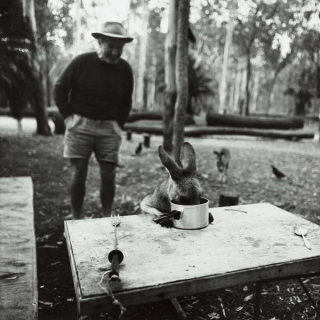 Max Pam, Australia b.1949 / Hungry kangaroo at breakfast, Carnarvon Gorge National Park (from ‘Journeys north’ portfolio) 1986 / Gelatin silver photograph on paper / 28.3 x 28.3cm (comp.) / Acc. 1987.173.002 / Purchased 1987 with the financial assistance of the Australian Bicentennial Authority to commemorate Australia’s Bicentenary in 1988 / Collection: Queensland Art Gallery | Gallery of Modern Art