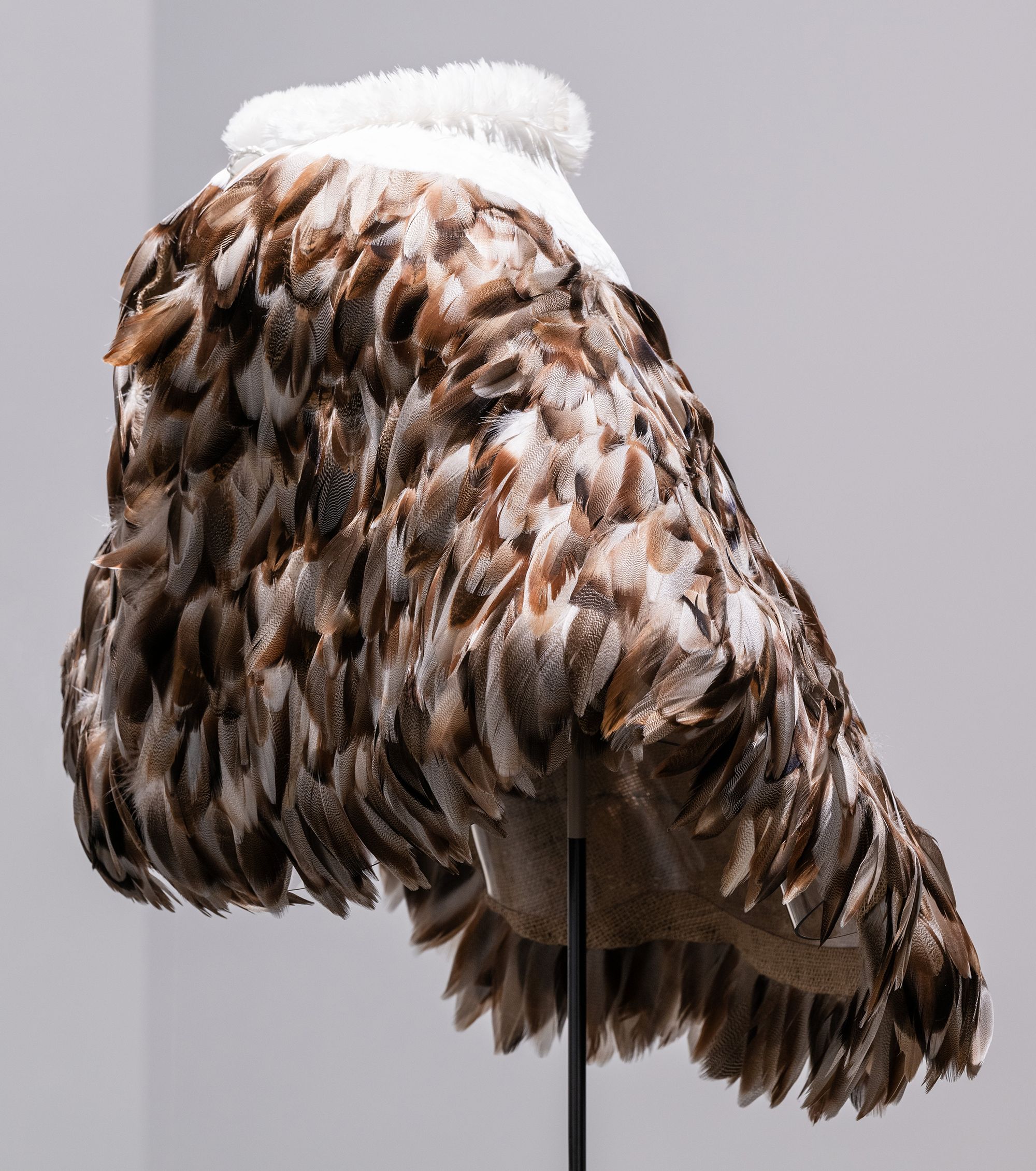 Mele Kahalepuna Chun designed this ‘ahu‘ula (feather cape) for Hina, the goddess of the moon. In this work named Mahinaokeao (Moon of the world), the artist has used earthy brown tones to complement Hina’s dual states of darkness and light. White feathers around the neckline accentuate the feminine crescent form, while a lei (garland) arrangement provides the finishing edge / Commissioned for ‘The 11th Asia Pacific Triennial of Contemporary Art’ / Purchased 2024 with funds from David Thomas AM through the QAGOMA Foundation / Collection: Queensland Art Gallery | Gallery of Modern Art / © Mele Kahalepuna Chun / Photograph: J Ruckli © QAGOMA