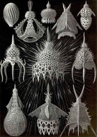 Ernst Haeckel, Germany 1834–1919 / Kunstformen der Natur (Artforms in Nature) (detail) 1899–1904 / Illustrated manuscript / Collection: State Library of Victoria, Melbourne