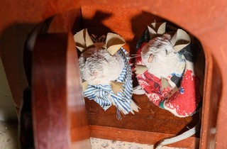 Queensland Art Gallery’s Australian Art Collection, Josephine Ulrick and Win Schubert Galleries