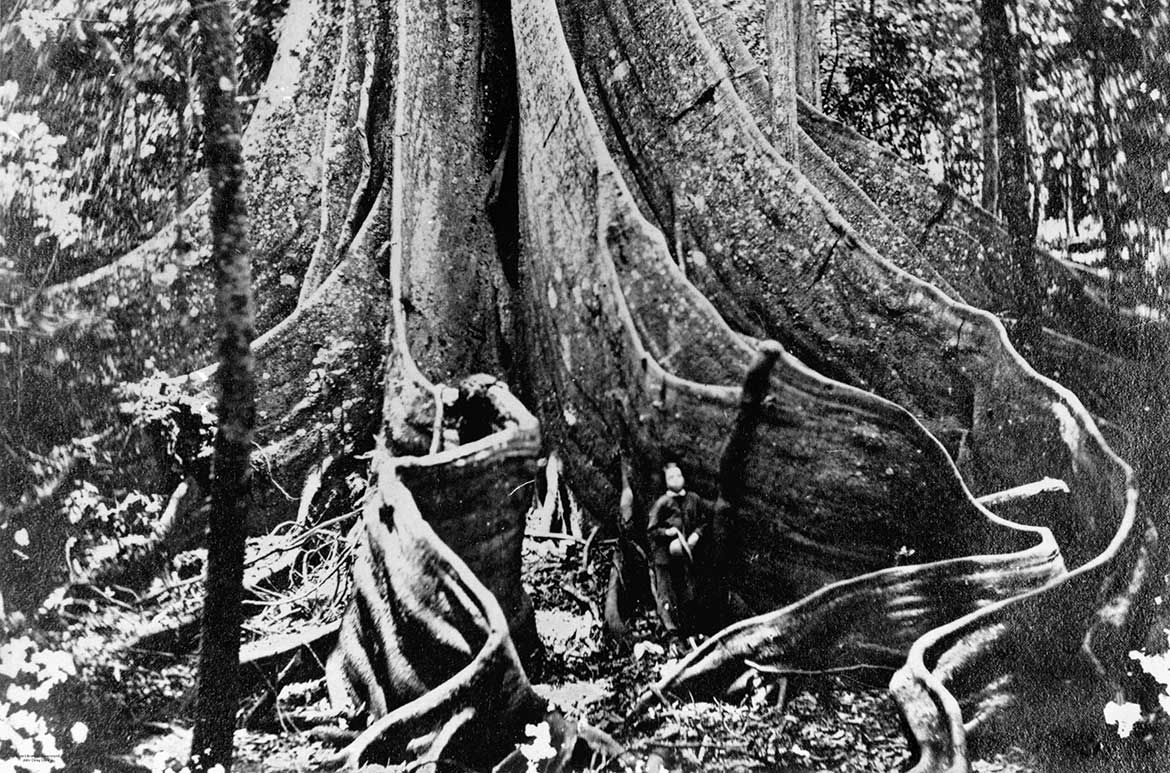 The Moreton Bay Fig which Fig Tree Pocket was named, 1866 / 5648 / Courtesy: John Oxley Library, State Library of Queensland, Brisbane