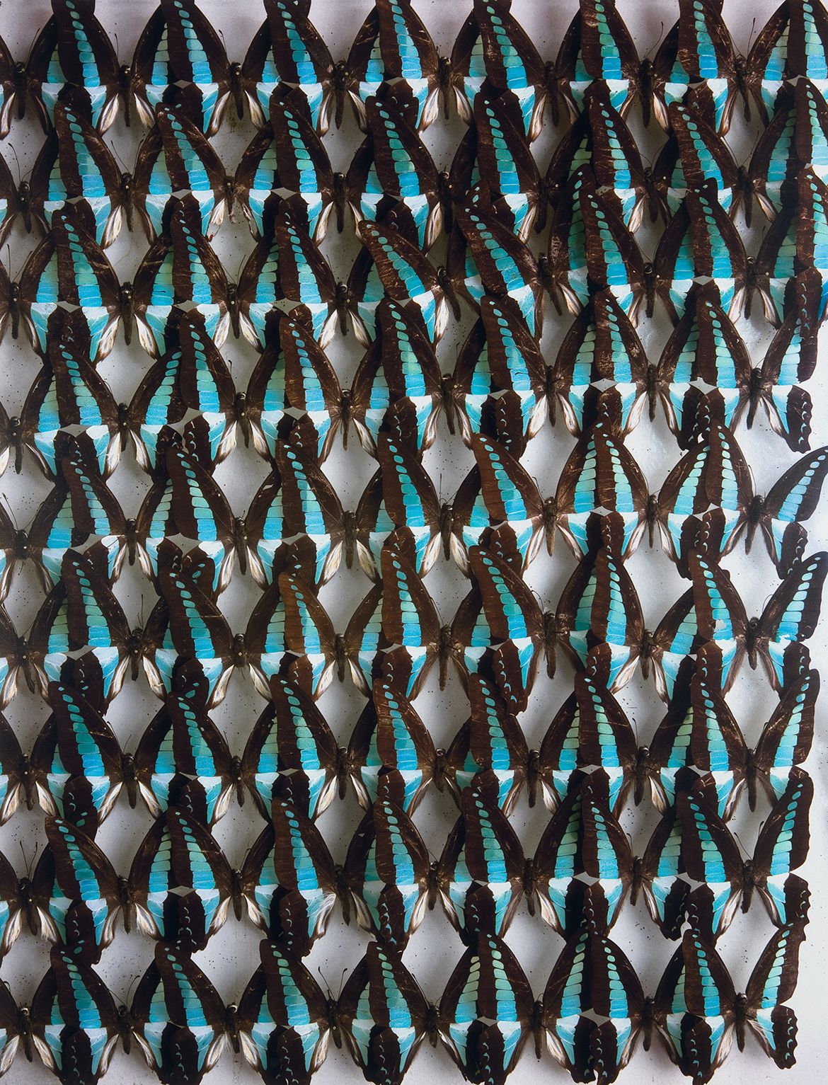 Justine Cooper, Australia /United States b.1968 / Blue triangle butterflies (Graphium sarpedon) (from ‘Saved by science’ series) 2004 / Digital colour prints on Fuji Crystal Archive Matte paper ed. 3/8 / 99.2 x 76.2cm (comp.) / Purchased 2005 / Collection: Queensland Art Gallery | Gallery of Modern Art / © Justine Cooper