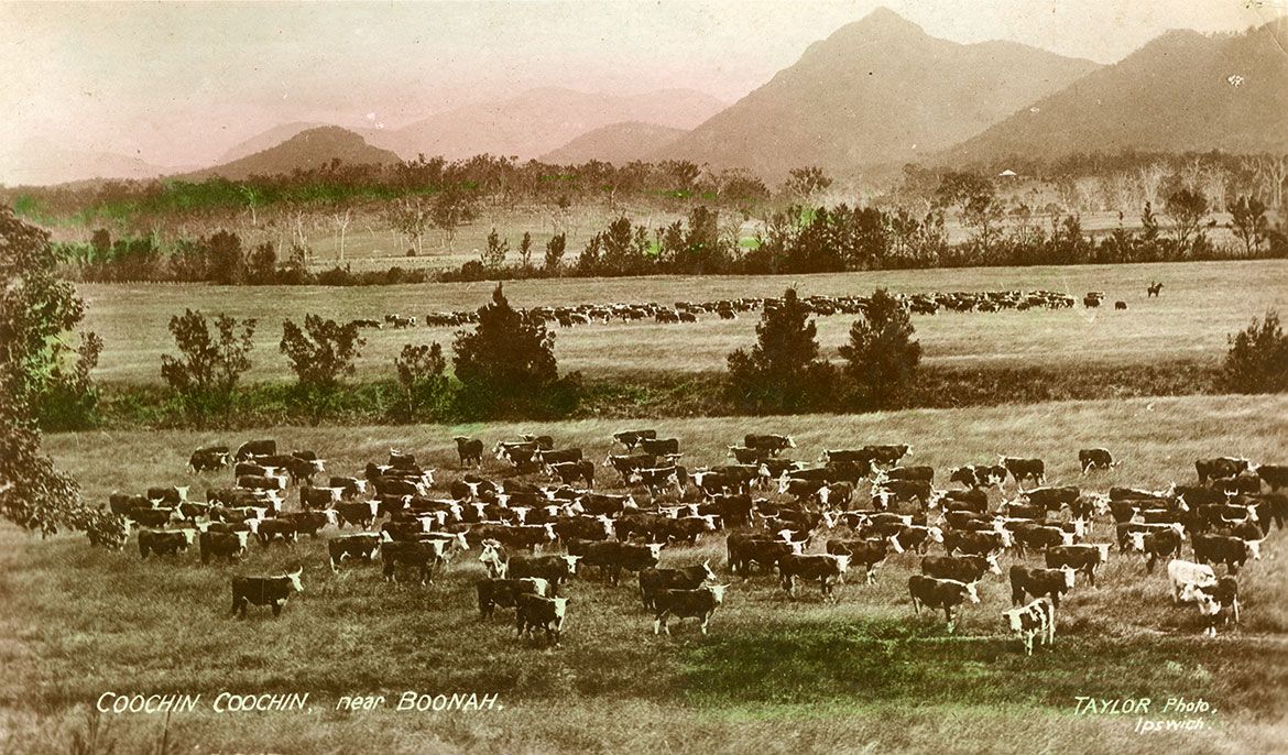 Herds of cattle grazing on Coochin Coochin station ca.1909. In the background can be seen Mount Barney and the mountain range of the Scenic Rim / 204673 / Courtesy: State Library of Queensland, Brisbane