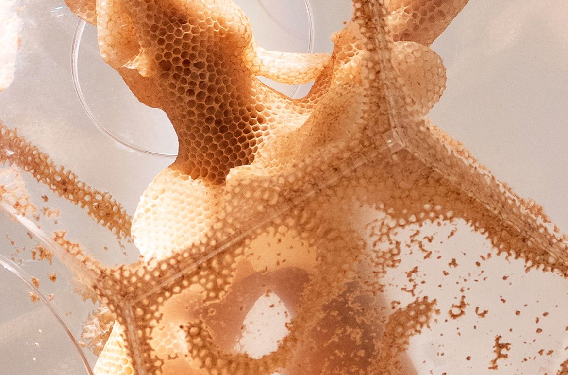 Ren Ri, China b.1984 / Yuansu Series II – #12-2 (detail) 2023 / Beeswax, acrylic, wood / © & courtesy: Ren Ri / Photograph: N Umek © QAGOMA