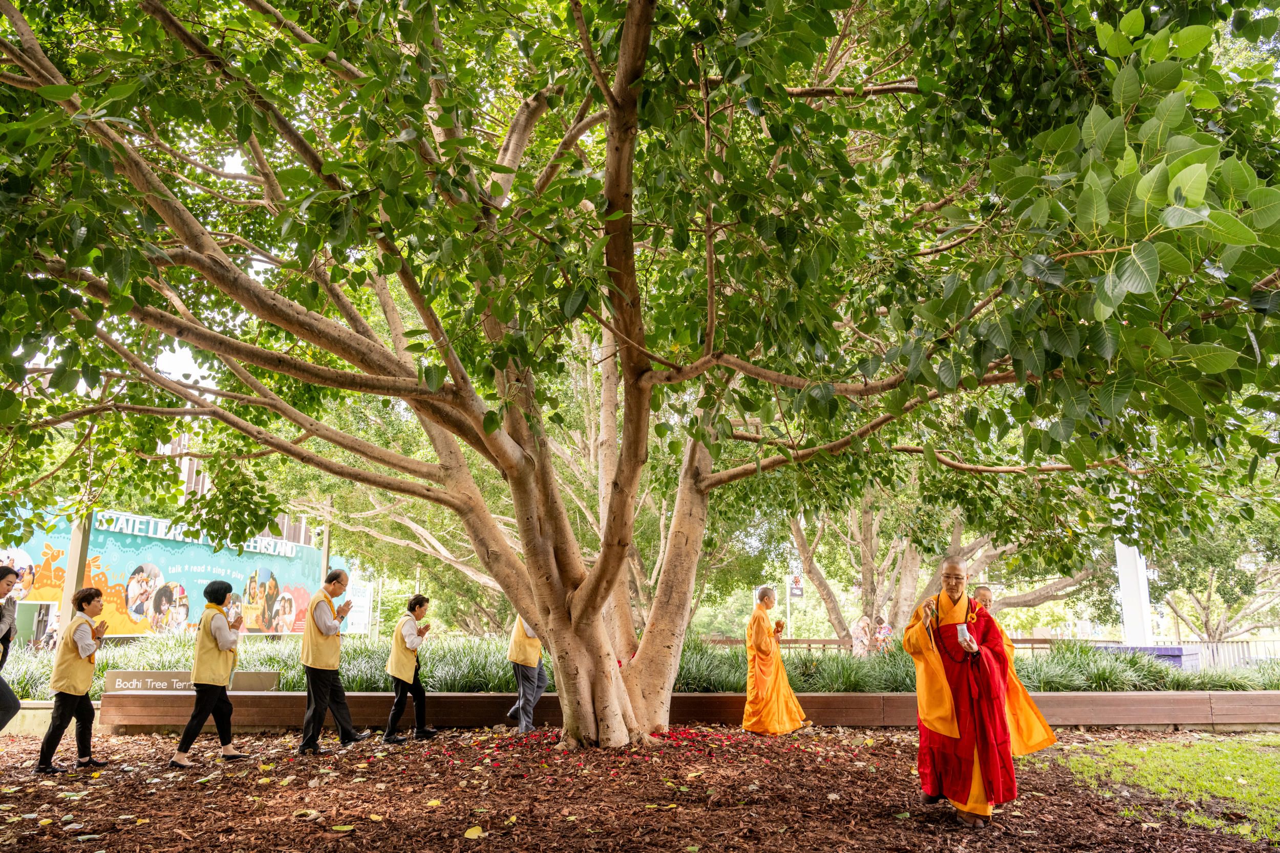 Bodhi Tree Blessing Tea Ceremony, GOMA, April 2024 / Photograph: C Callistemon, QAGOMA