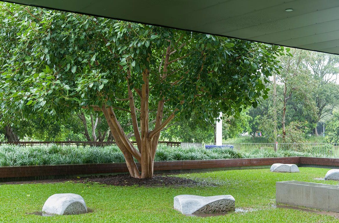 The Bodhi Tree, Gallery of Modern Art (GOMA), 2016 / Photograph: Mark Sherwood © QAGOMA