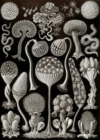 Ernst Haeckel, Germany 1834–1919 / Kunstformen der Natur (Artforms in Nature) (detail) 1899–1904 / Illustrated manuscript / Collection: State Library of Victoria, Melbourne