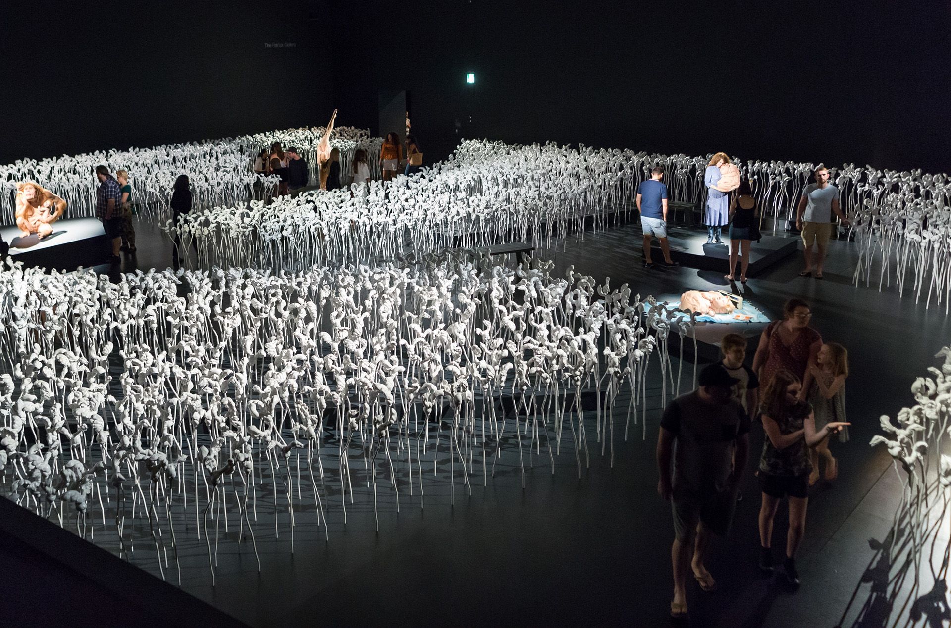 Installation view of The Field 'Patricia Piccinini: Curious Affection', GOMA