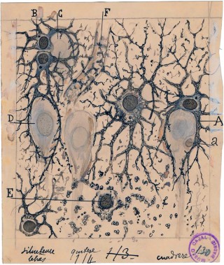 Santiago Ramón y Cajal, Spain 1852–1934 / Neuroglia de la capa de las pirámides y estrato radiado del asta de Ammon (Neuroglia of the layer of the pyramids and stratum radiatum of Ammon’s horn) 1913 / Drawing / Collection: Instituto Cajal (CSIC), Madrid